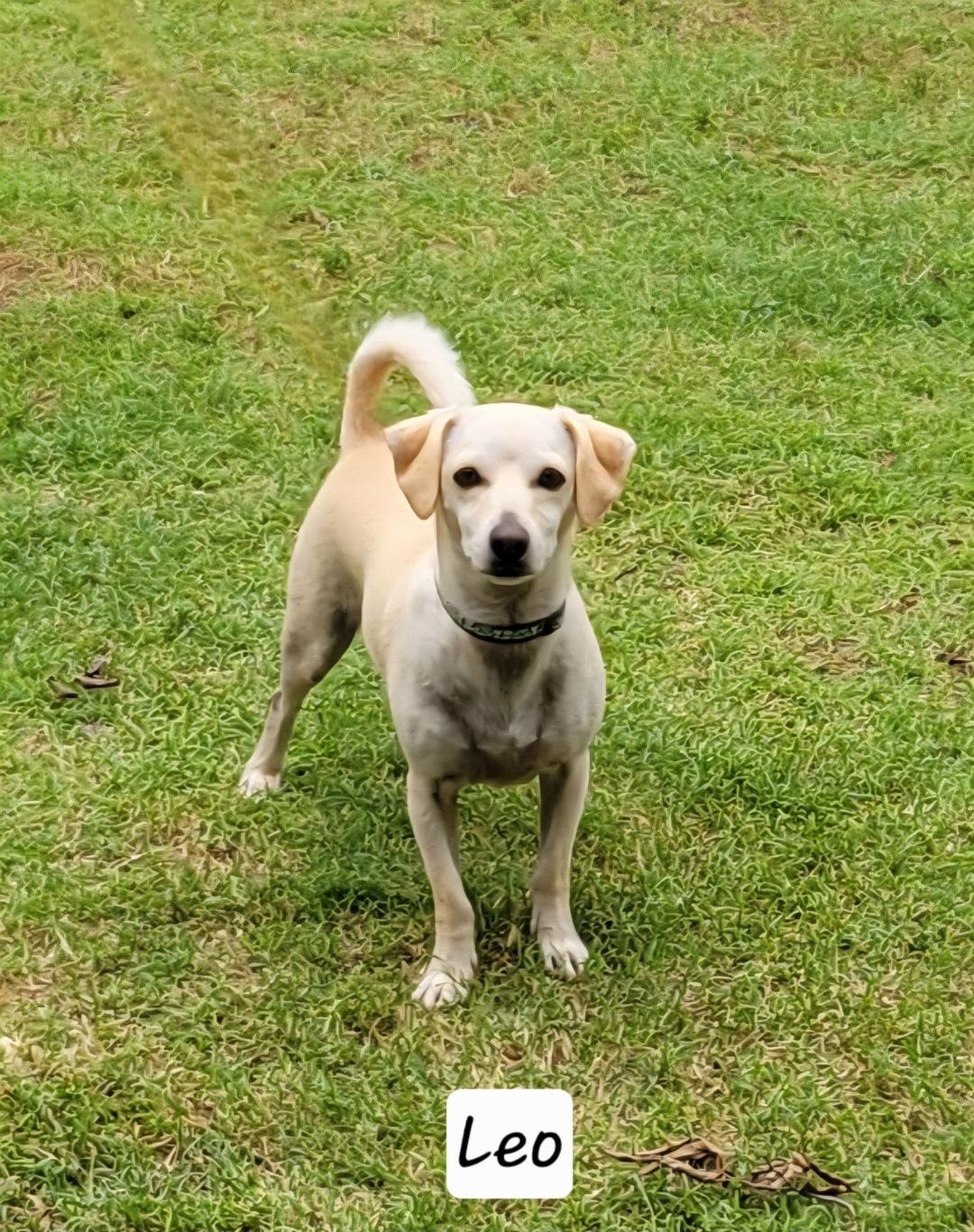 Leo, adopted, Adult Male Chiweenie.