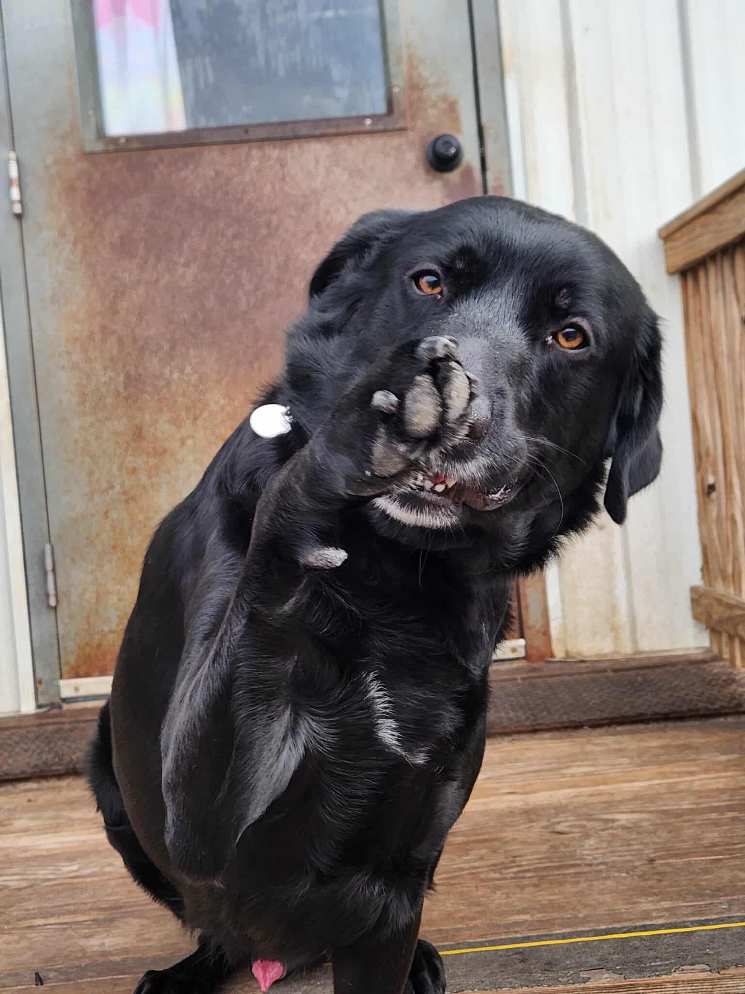 Enlarge Dasher, an adopted mixed breed in La Salle, IL image 1/5