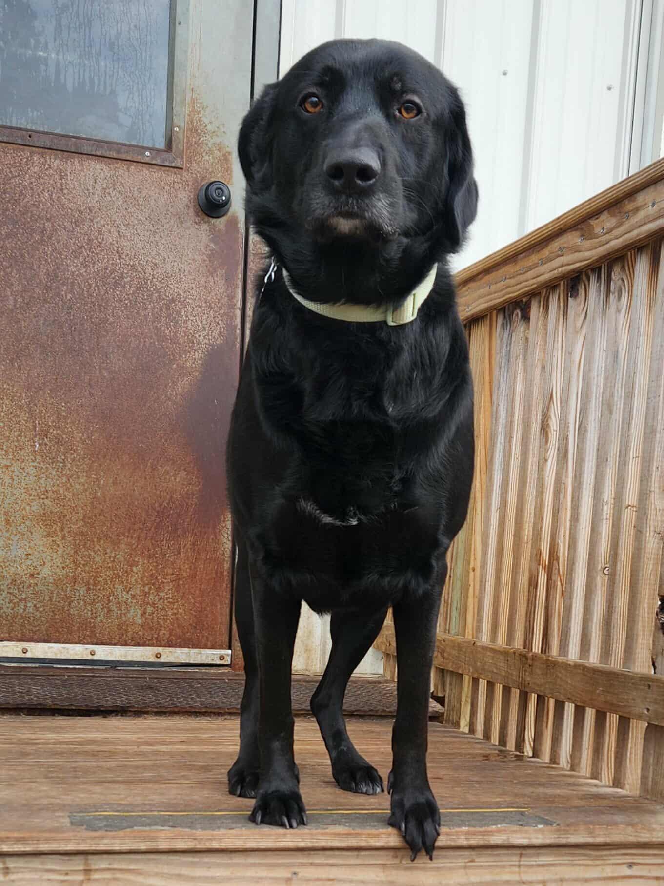 Enlarge Dasher, an adopted mixed breed in La Salle, IL image 4/5