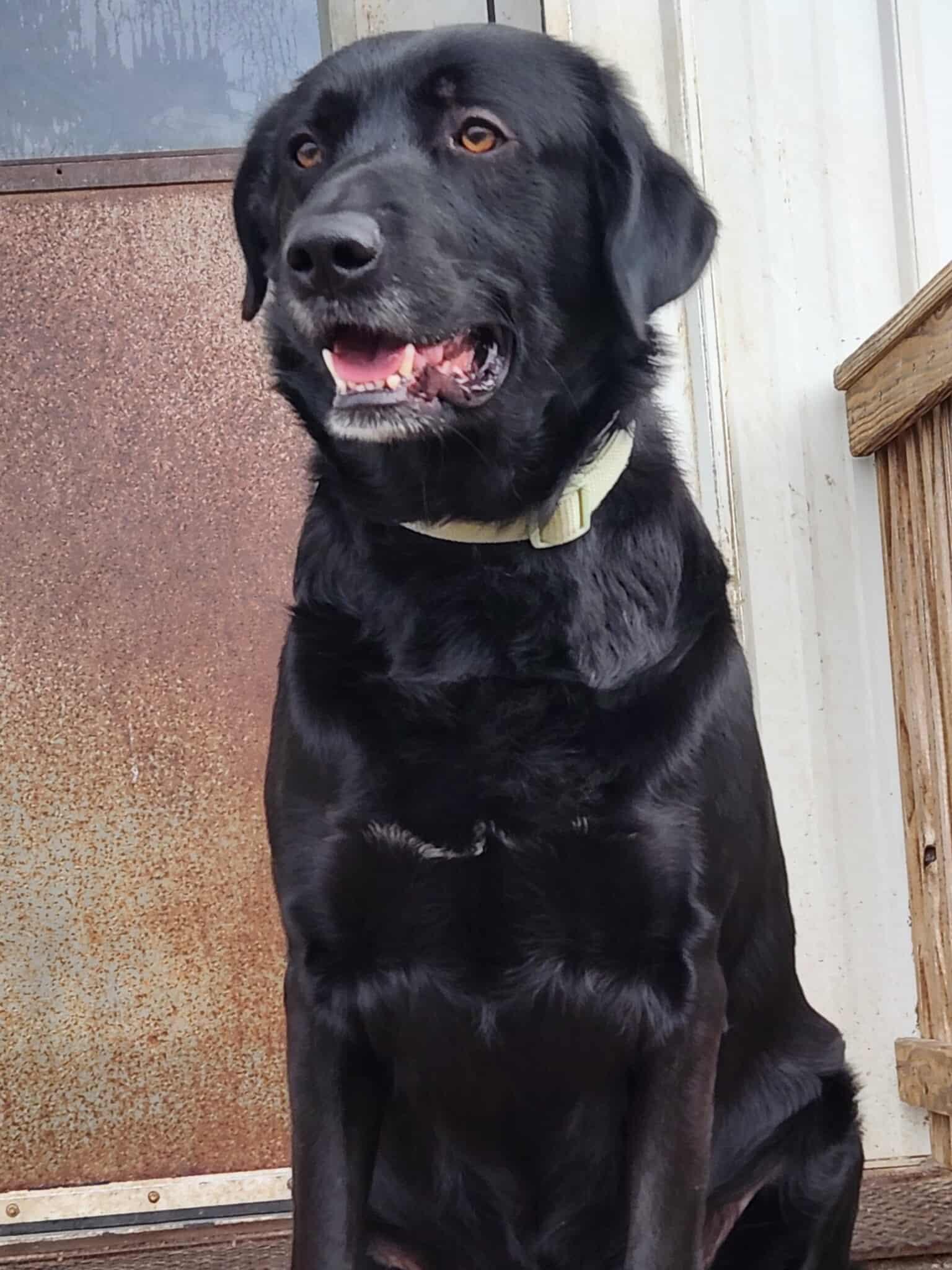 Enlarge Dasher, an adopted mixed breed in La Salle, IL image 5/5