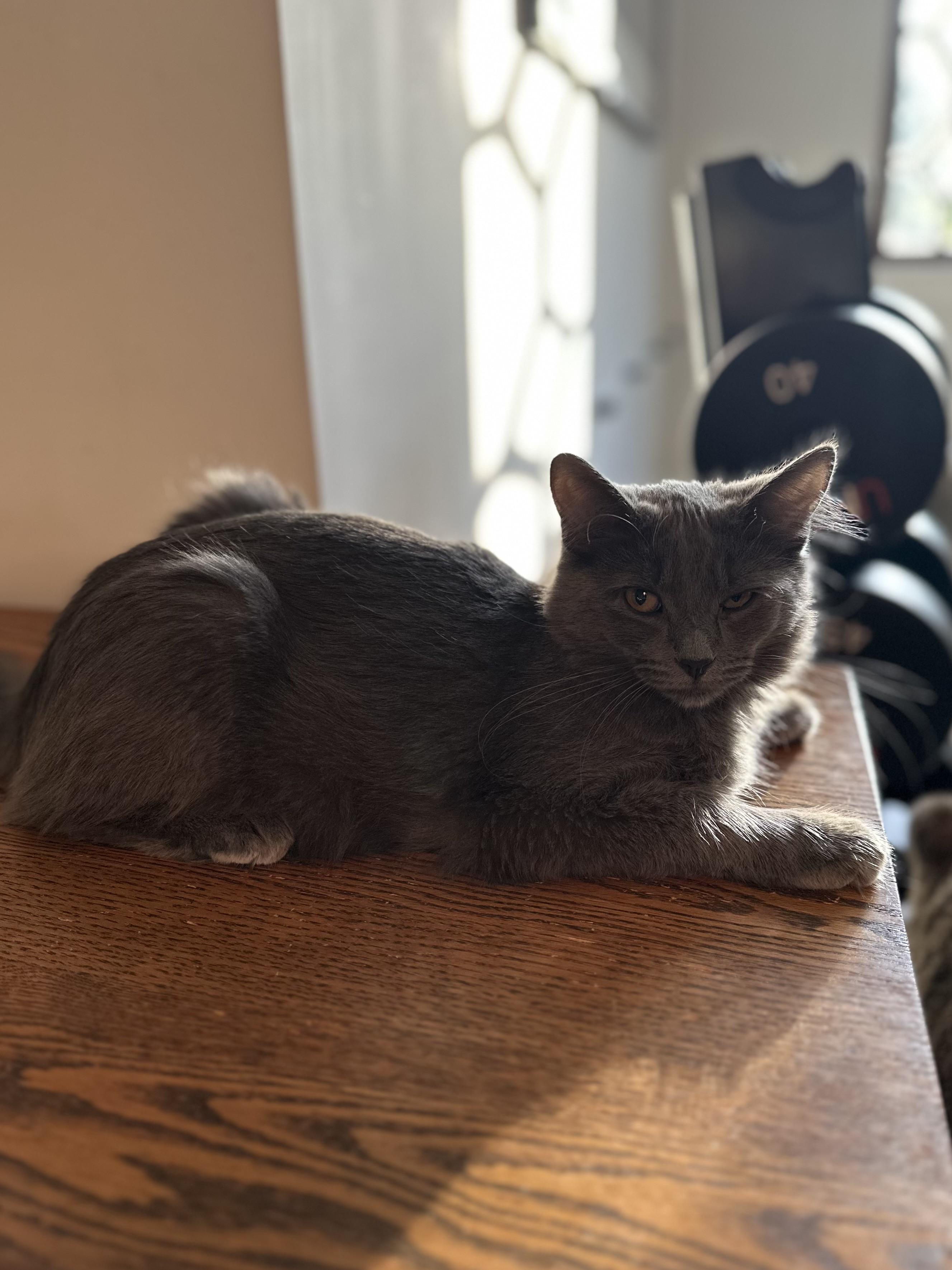 Enlarge Salinas, a Adoptable Domestic Medium Hair in Campbell, CA image 1/6