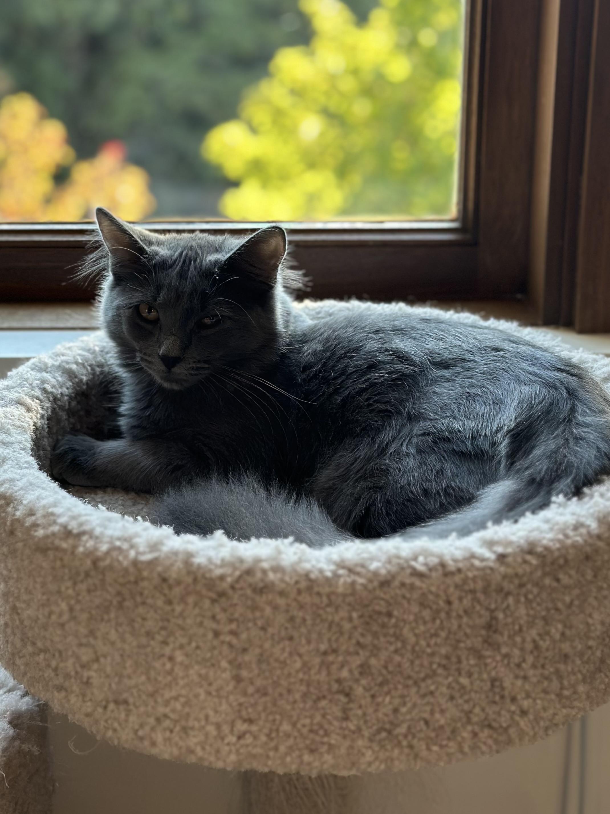 Enlarge Salinas, a Adoptable Domestic Medium Hair in Campbell, CA image 2/6