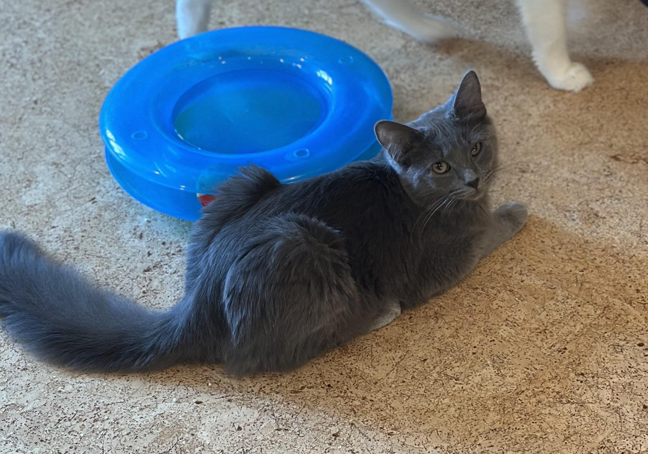 Enlarge Salinas, a Adoptable Domestic Medium Hair in Campbell, CA image 3/6