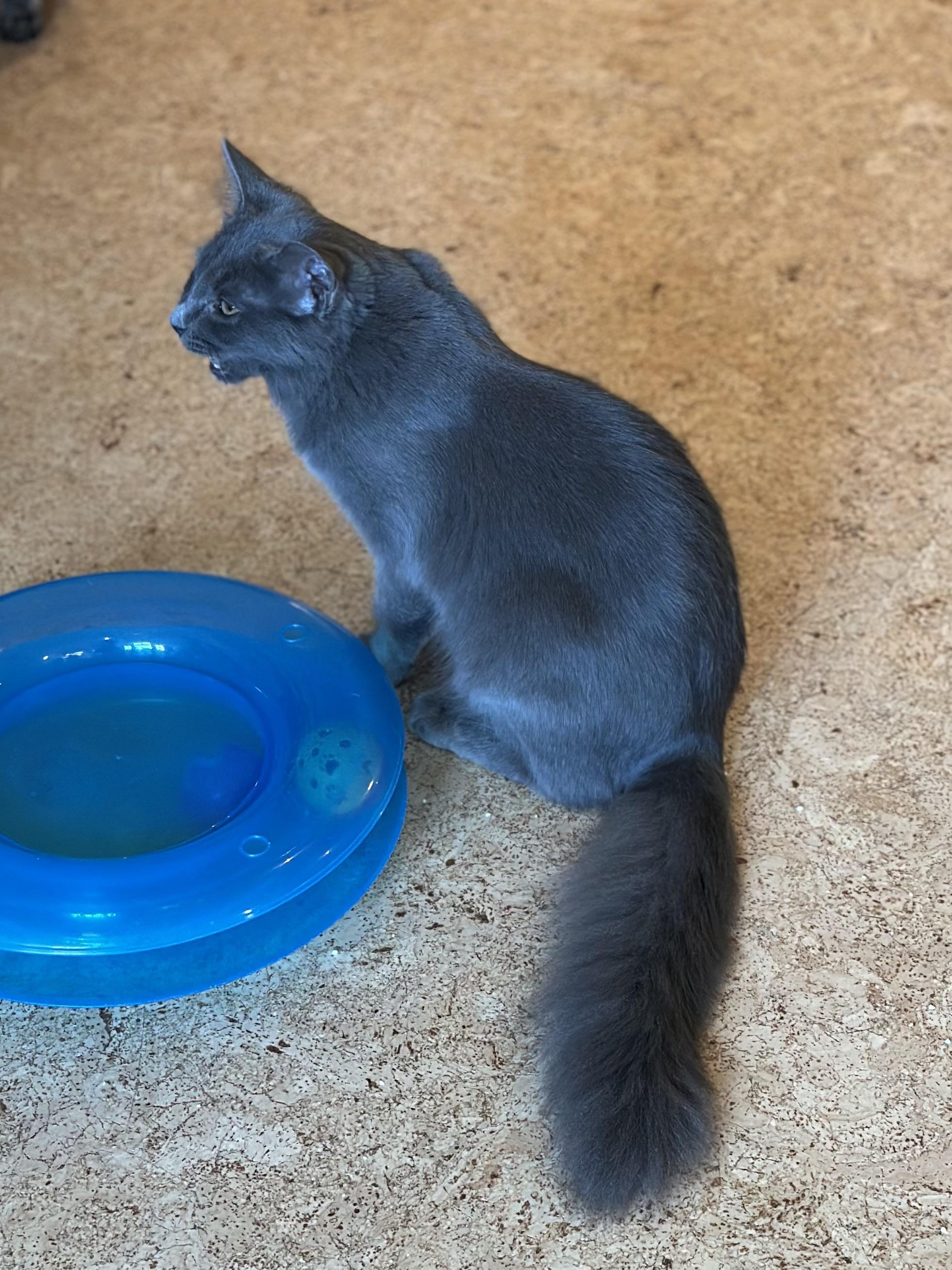 Salinas, Adoptable, Kitten Female Domestic Medium Hair.