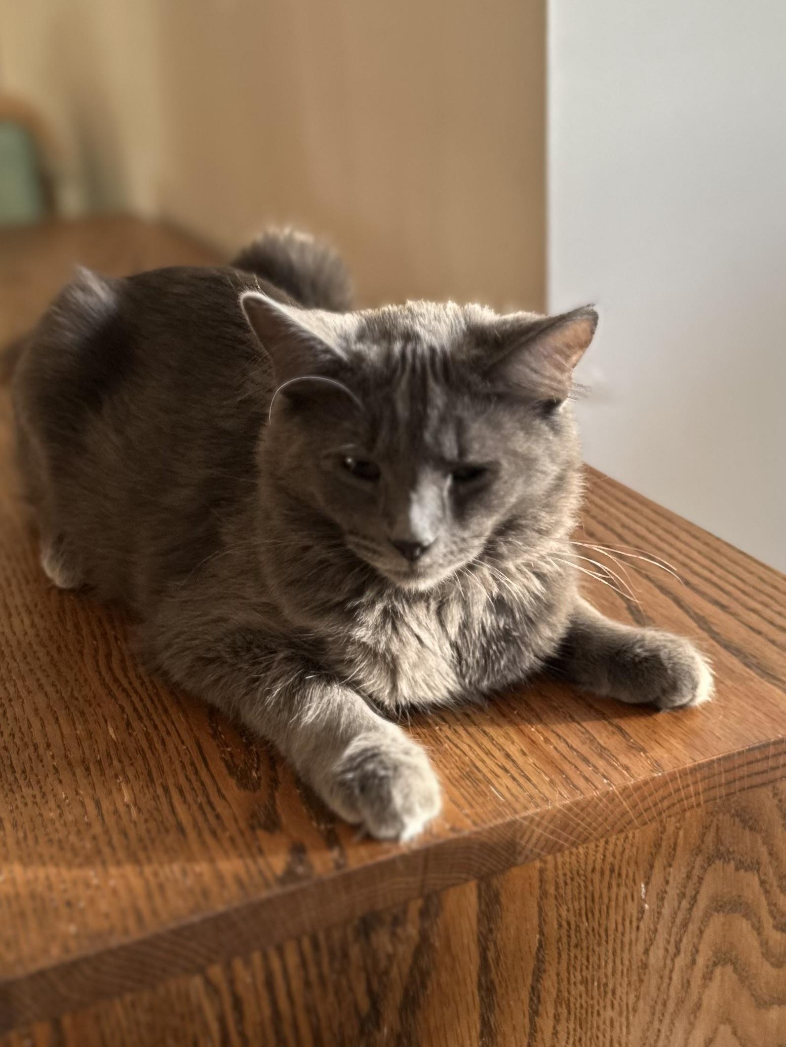 Enlarge Salinas, a Adoptable Domestic Medium Hair in Campbell, CA image 5/6