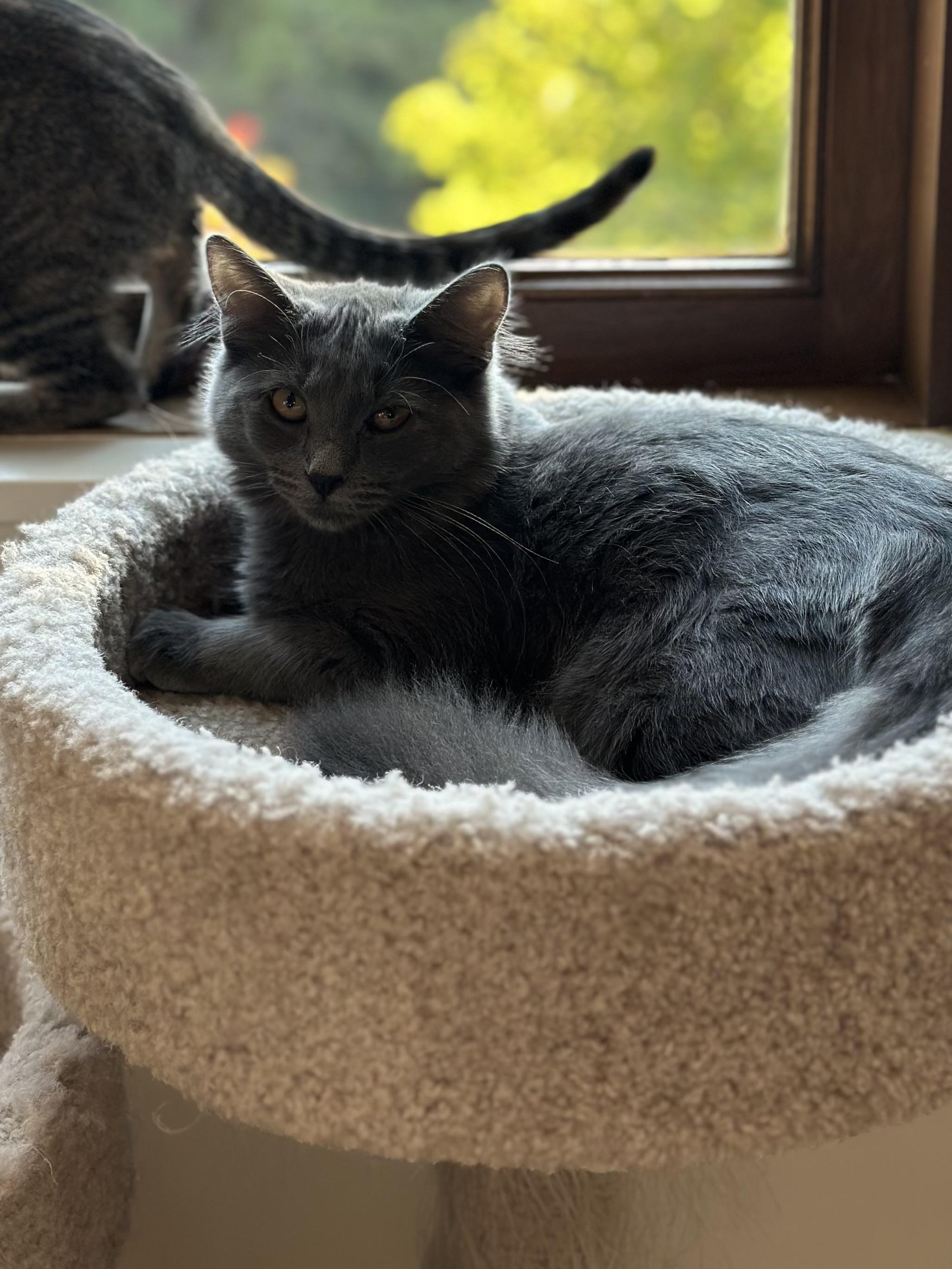 Enlarge Salinas, a Adoptable Domestic Medium Hair in Campbell, CA image 6/6