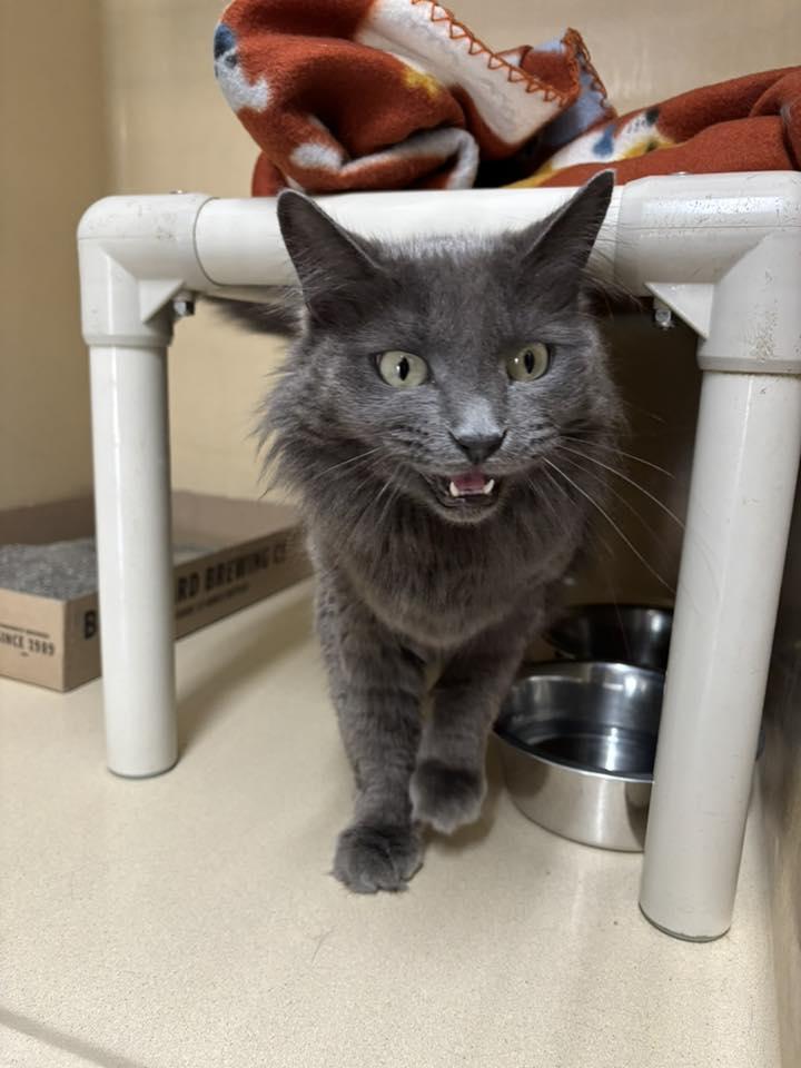 Sarafine, ADOPTABLE, Adult Female Domestic Long Hair.