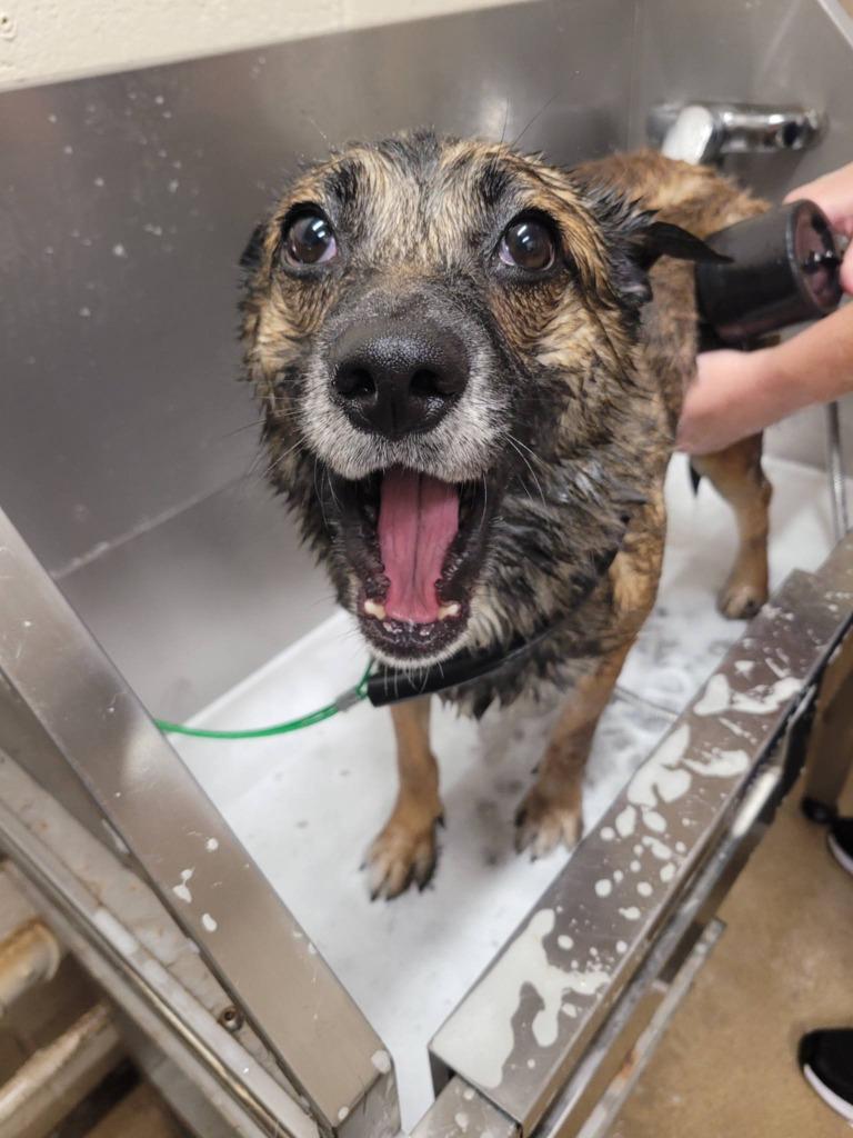 Booboo, Adoptable, Young Male Mixed Breed.