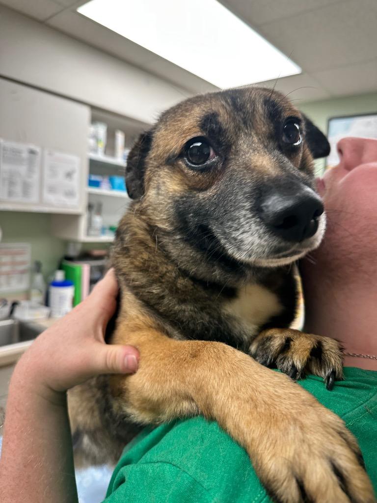 Enlarge Booboo, a Adoptable mixed breed in Waverly, NY image 3/4