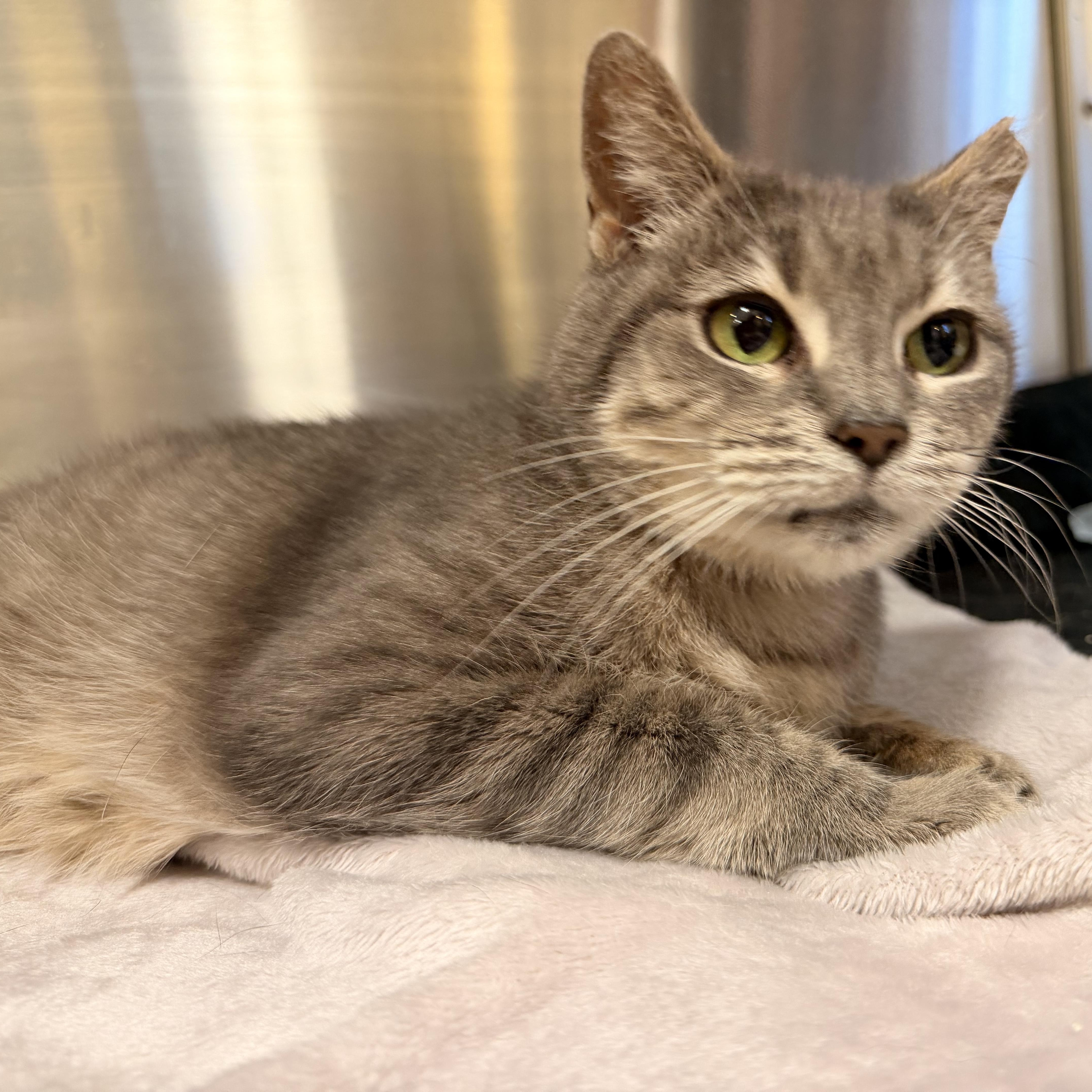 Marmi, Adoptable, Senior Female Domestic Short Hair.