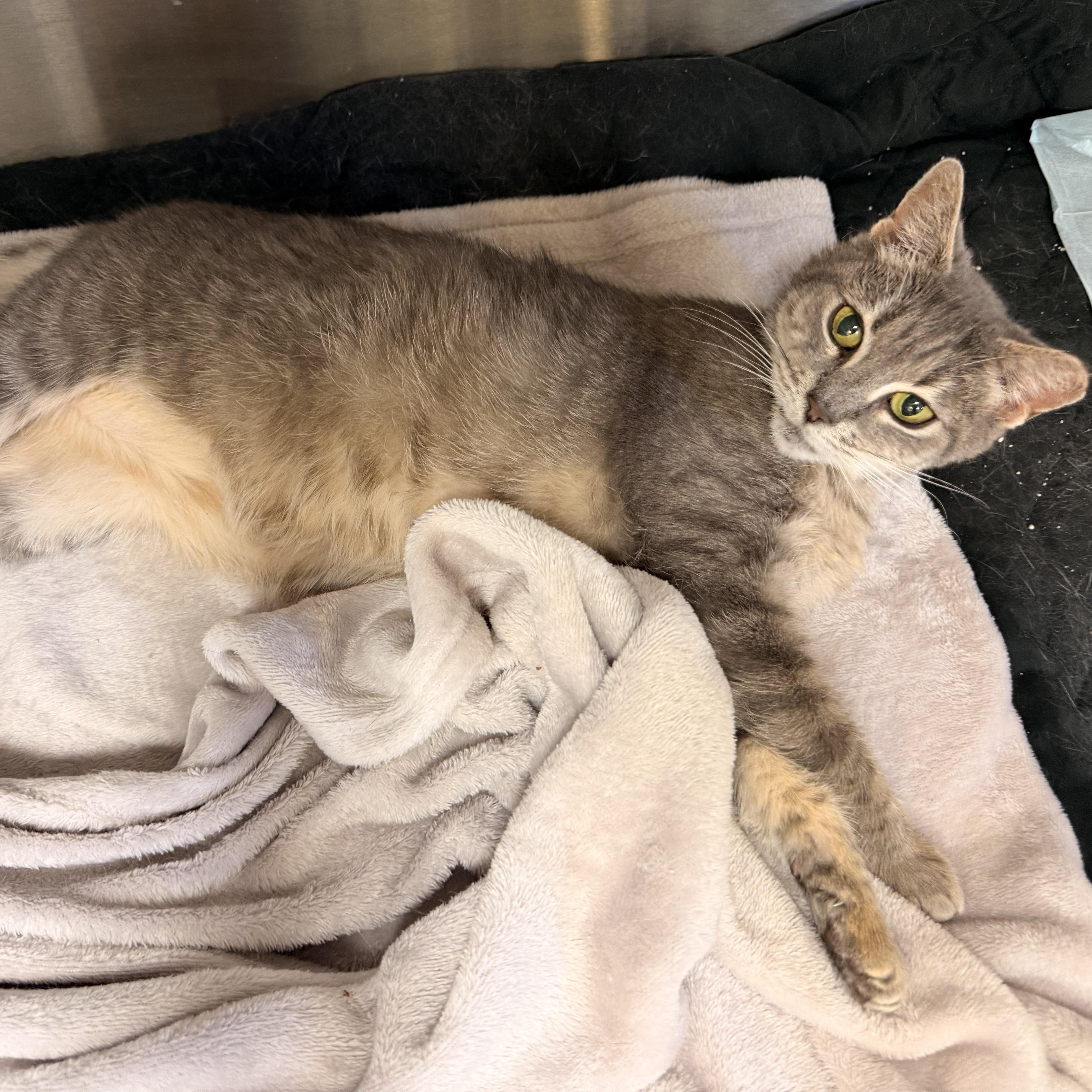 Enlarge Marmi, a Adoptable Domestic Short Hair in Scranton, PA image 2/6