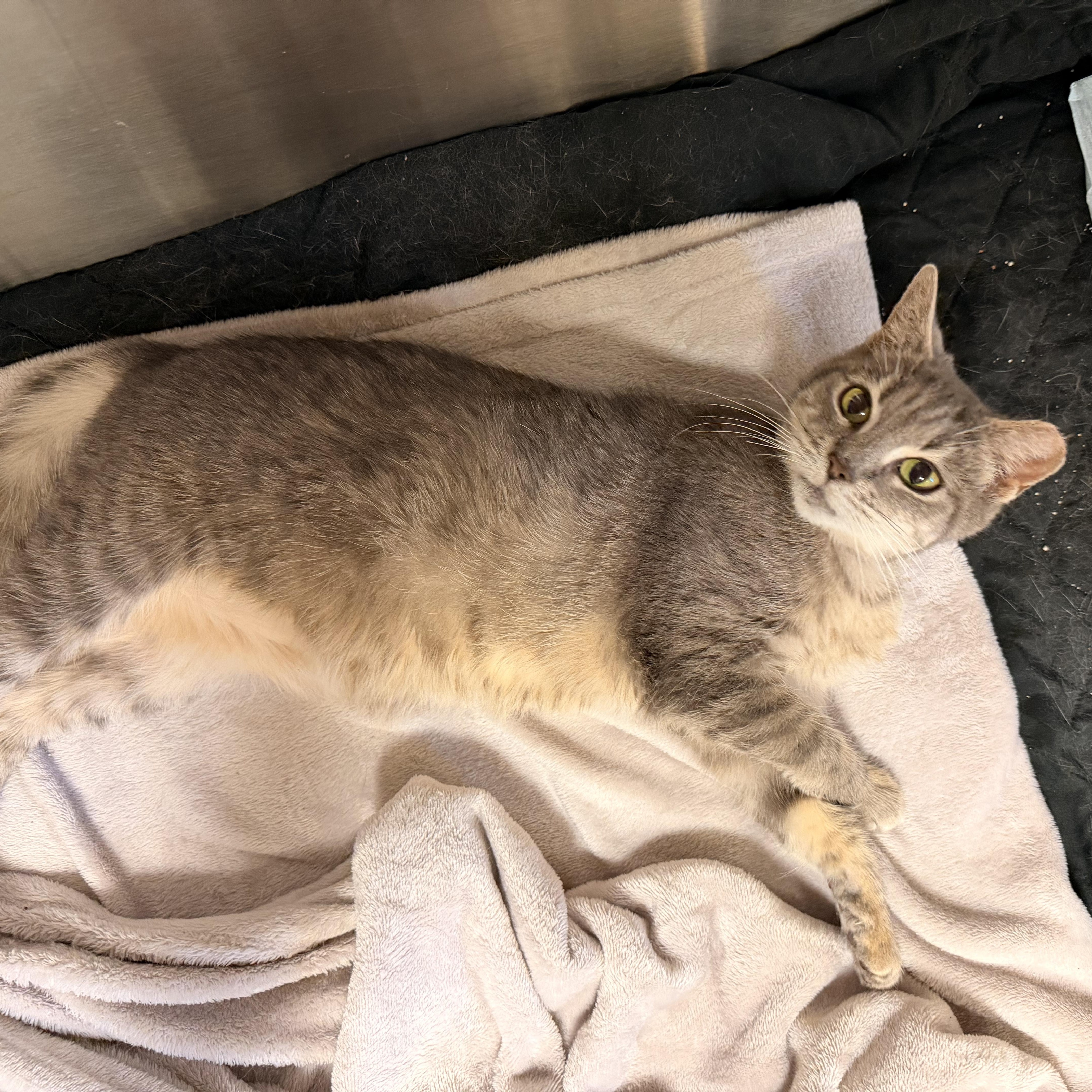 Enlarge Marmi, a Adoptable Domestic Short Hair in Scranton, PA image 3/6