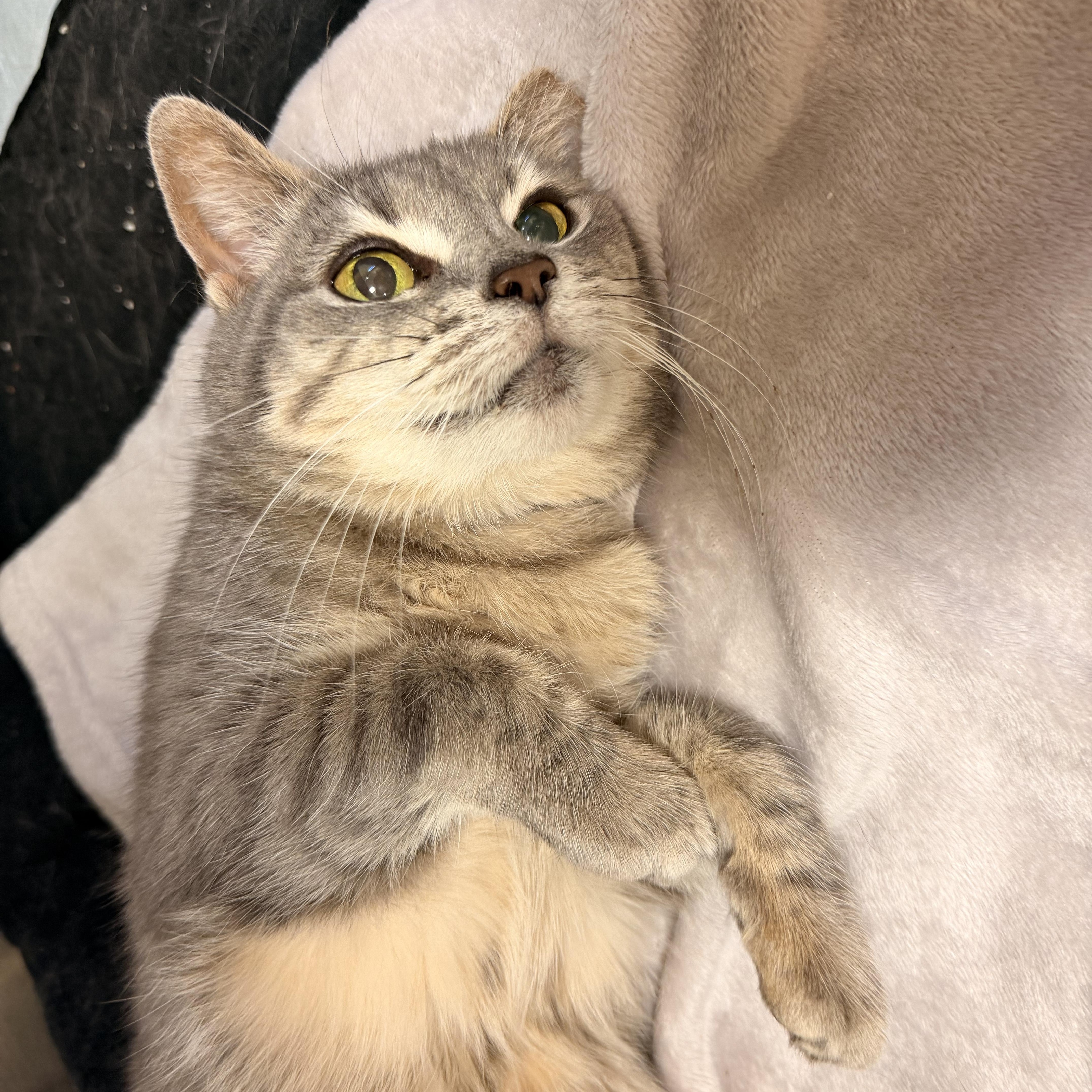 Enlarge Marmi, a Adoptable Domestic Short Hair in Scranton, PA image 4/6
