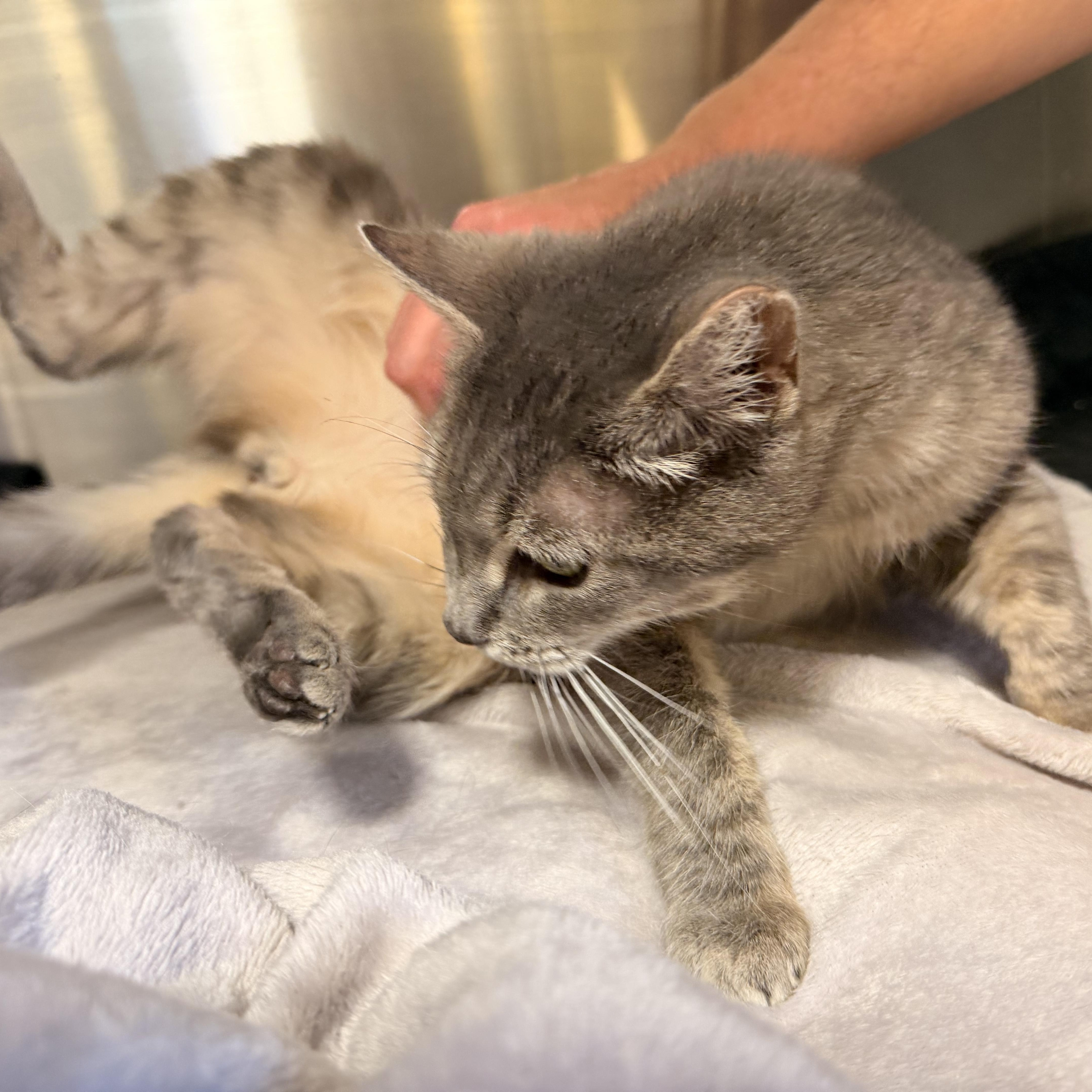 Enlarge Marmi, a Adoptable Domestic Short Hair in Scranton, PA image 5/6