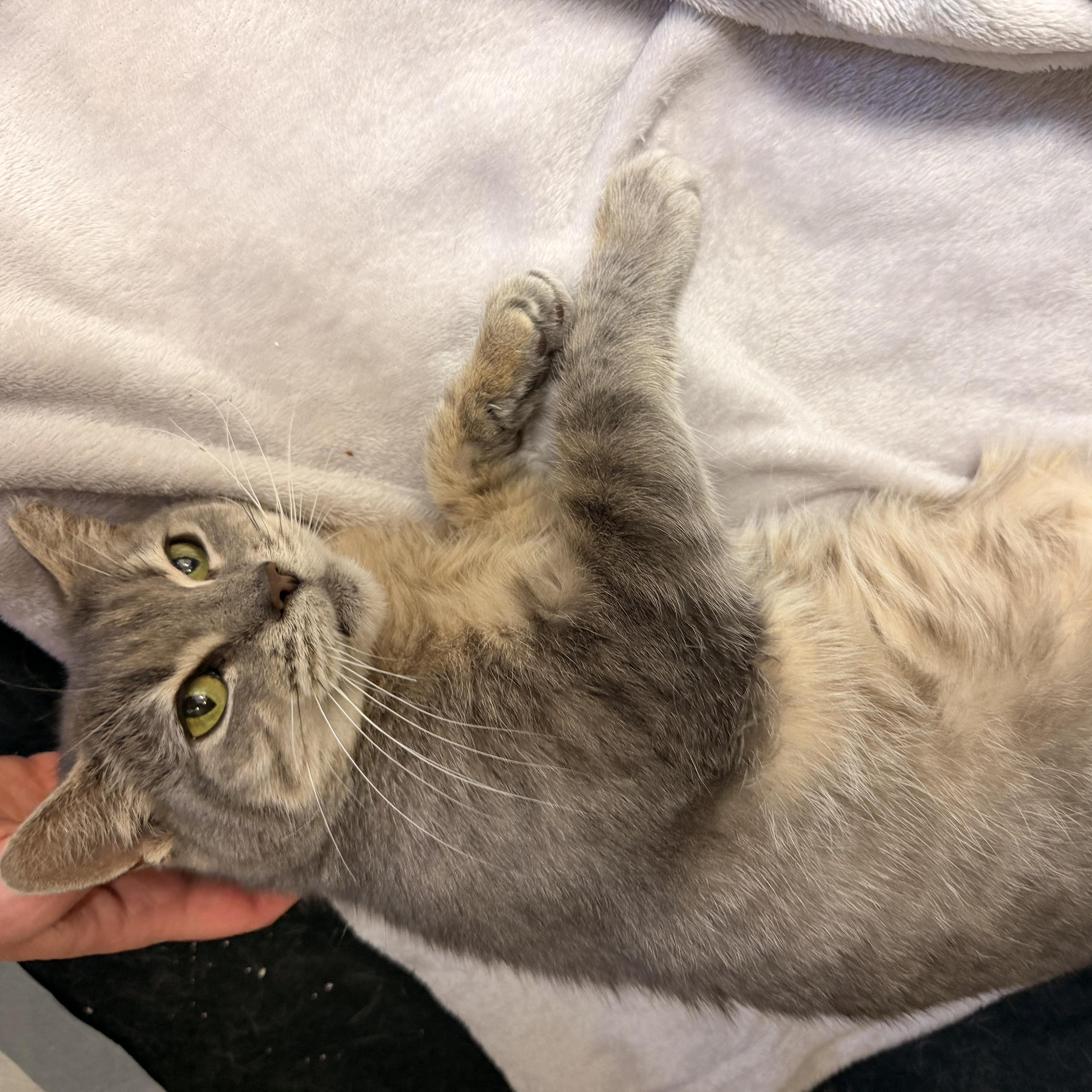 Enlarge Marmi, a Adoptable Domestic Short Hair in Scranton, PA image 6/6