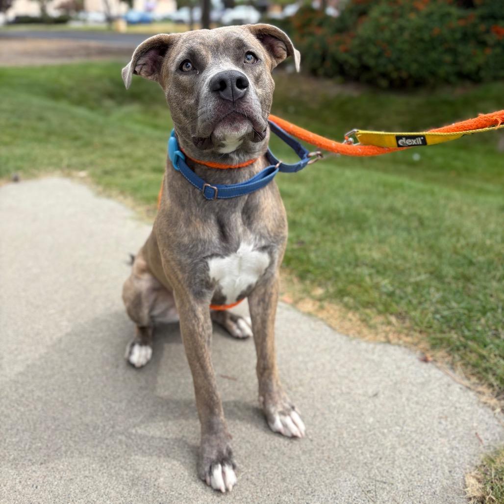 Enlarge Clem, a Adoptable Mixed Breed in Spokane, WA image 1/6