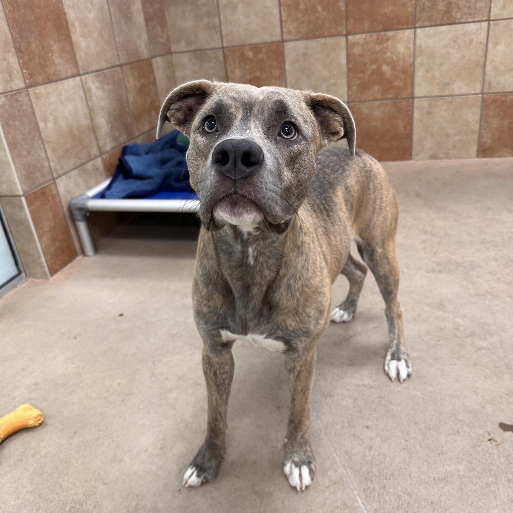 Enlarge Clem, a Adoptable Mixed Breed in Spokane, WA image 2/6