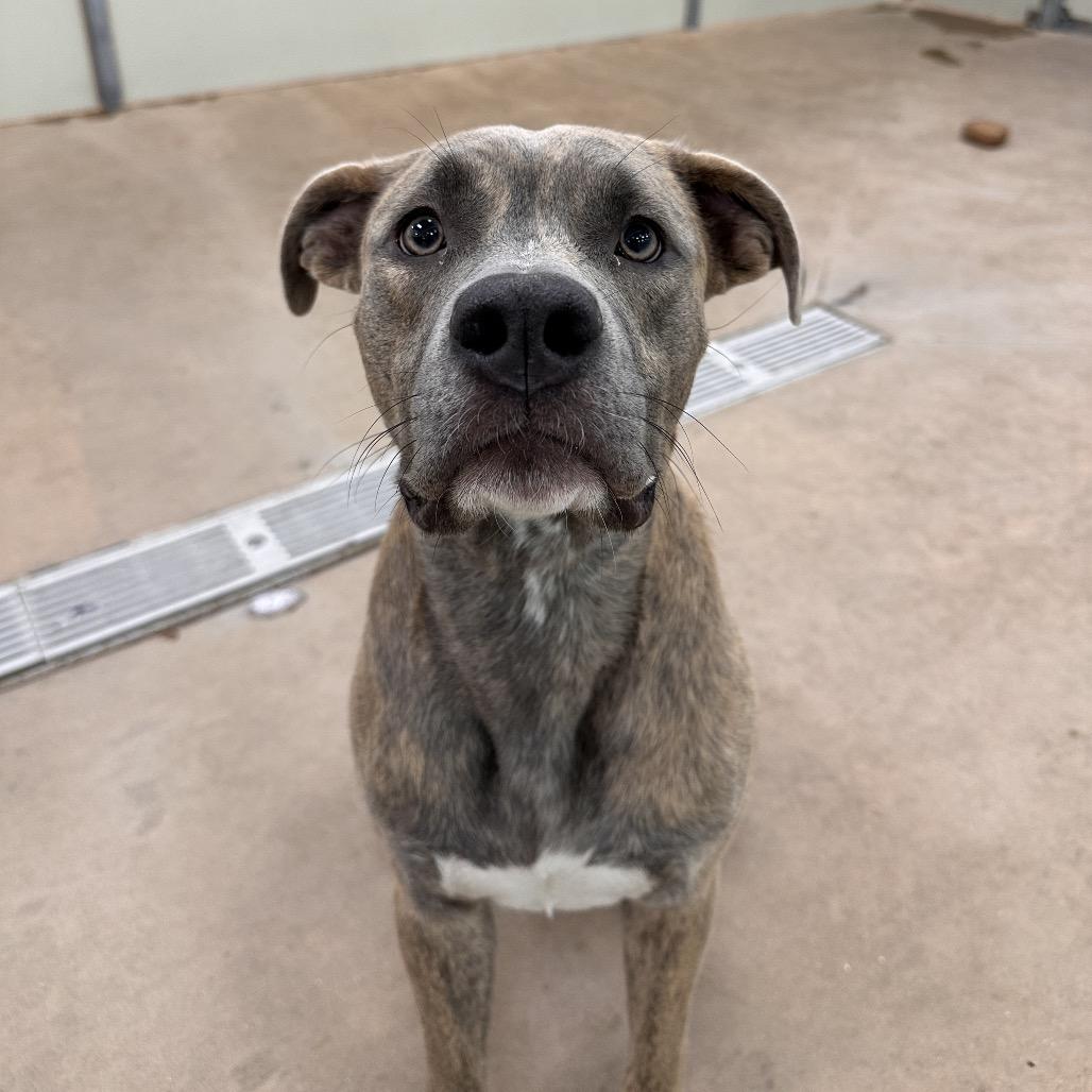 Enlarge Clem, a Adoptable Mixed Breed in Spokane, WA image 3/6