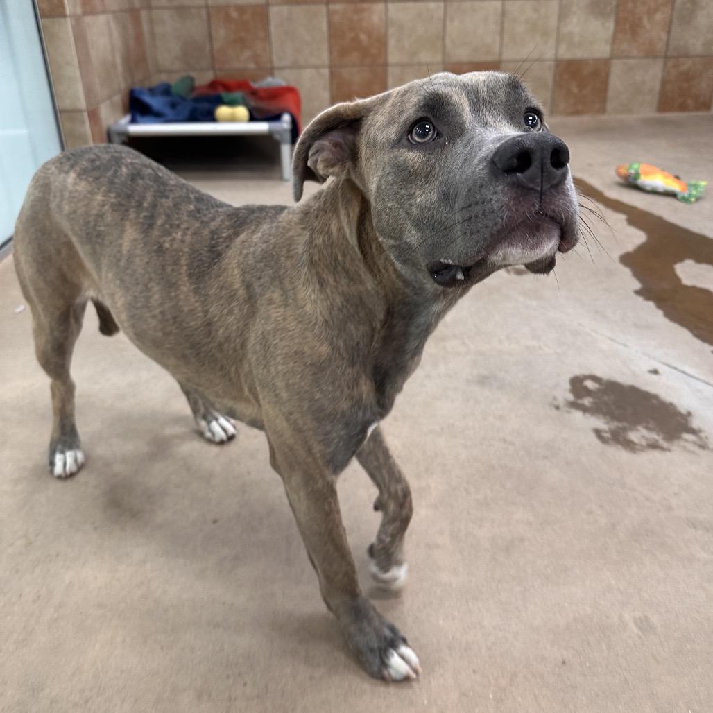 Enlarge Clem, a Adoptable Mixed Breed in Spokane, WA image 4/6