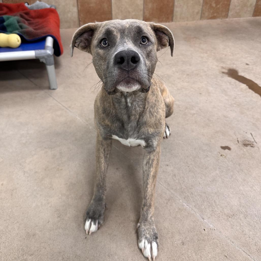 Enlarge Clem, a Adoptable Mixed Breed in Spokane, WA image 5/6