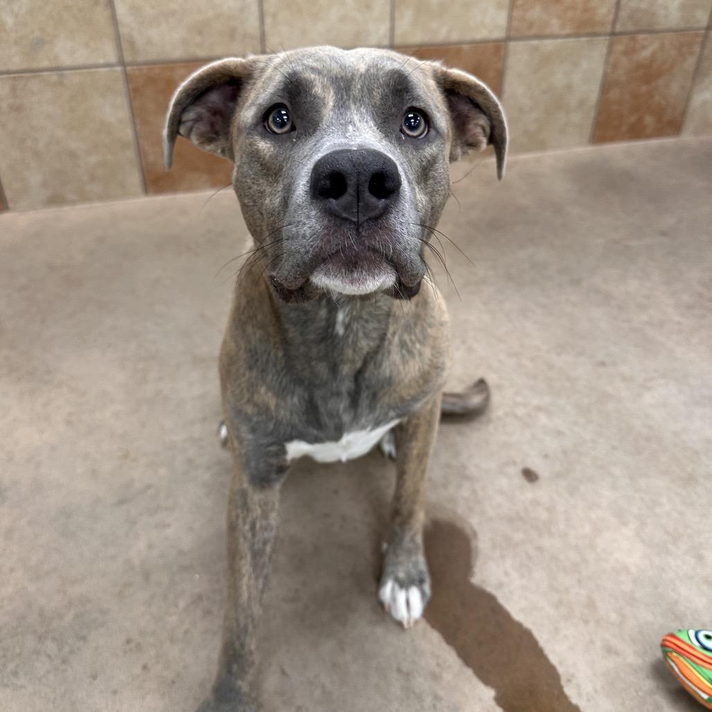 Enlarge Clem, a Adoptable Mixed Breed in Spokane, WA image 6/6