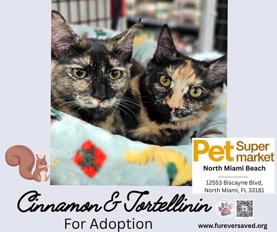 Cinnamon, an adopted Domestic Medium Hair in Miami, FL image 6/6