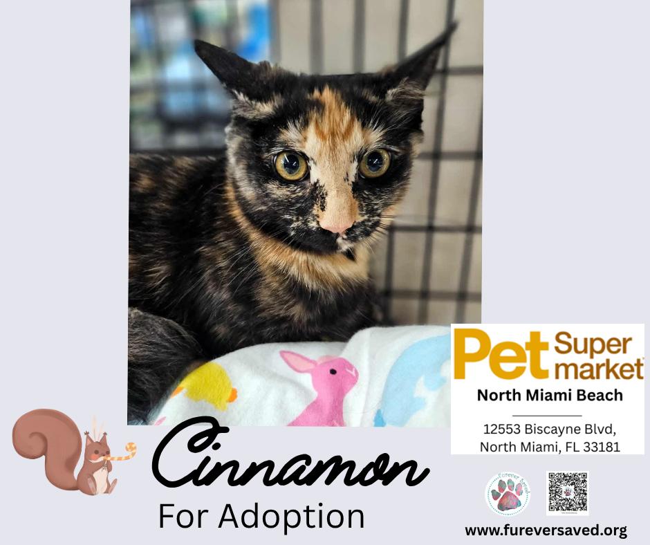 Cinnamon, an adopted Domestic Medium Hair in Miami, FL image 3/6