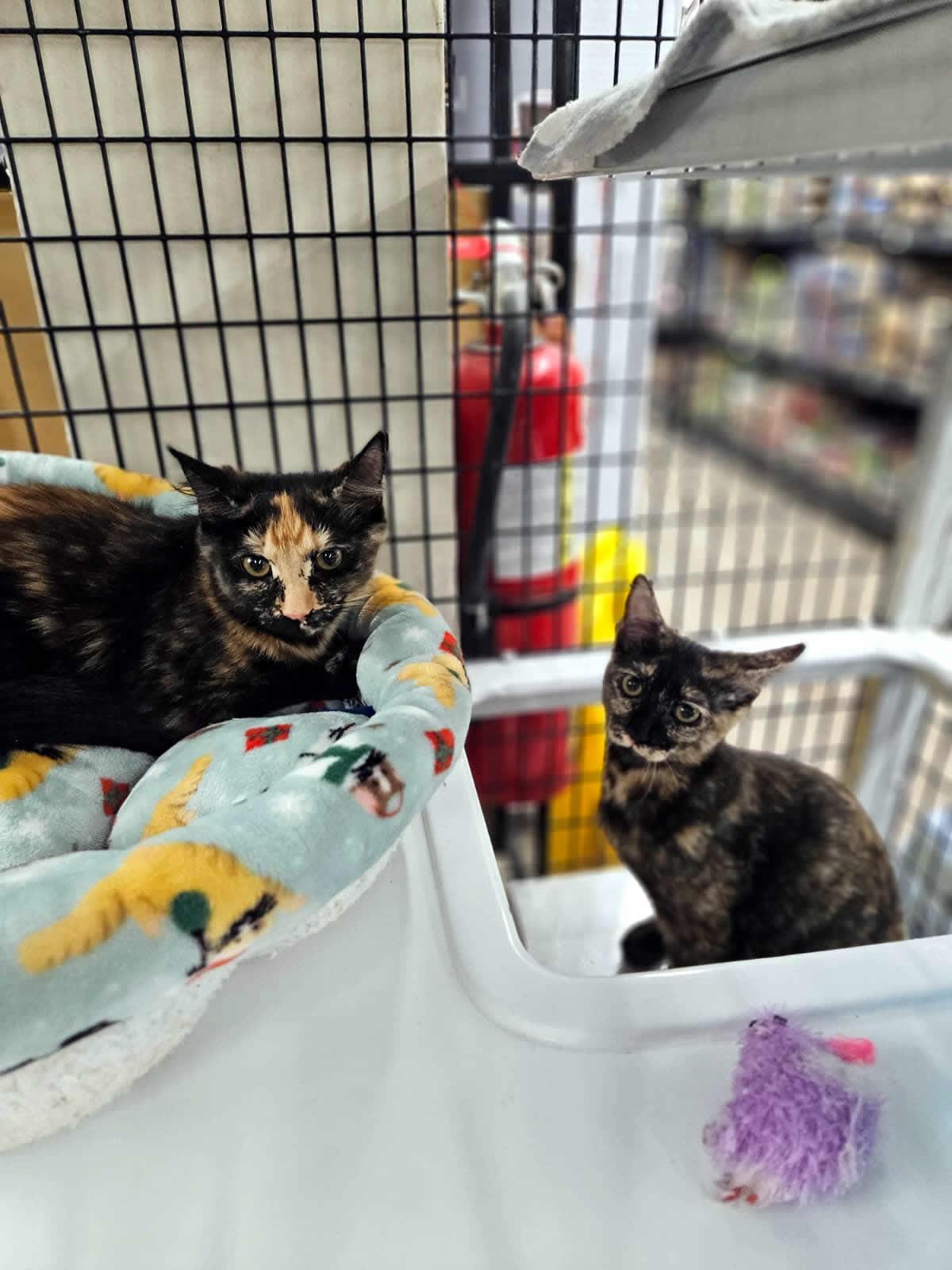 Cinnamon, an adopted Domestic Medium Hair in Miami, FL image 2/6