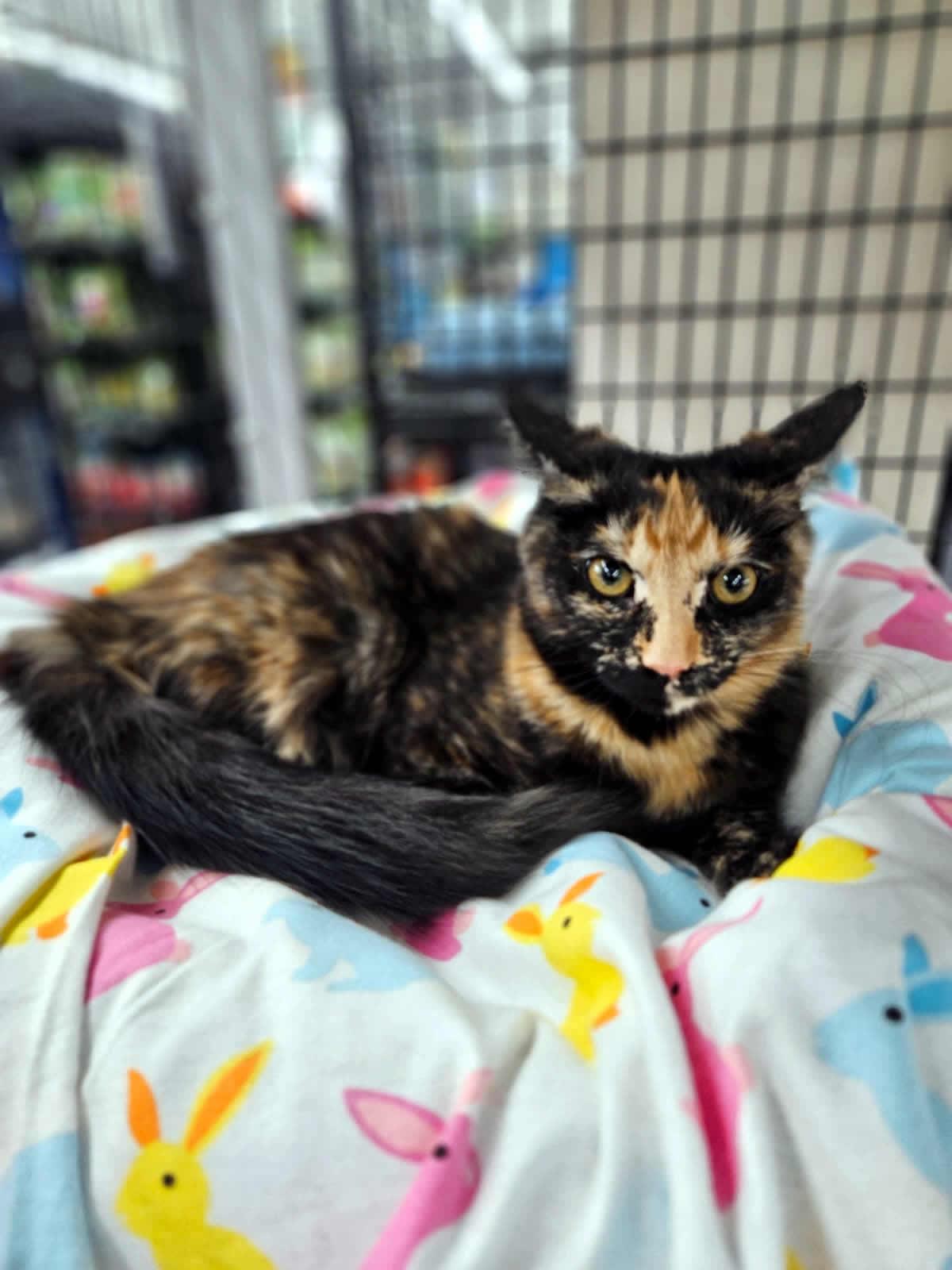Cinnamon, an adopted Domestic Medium Hair in Miami, FL image 4/6