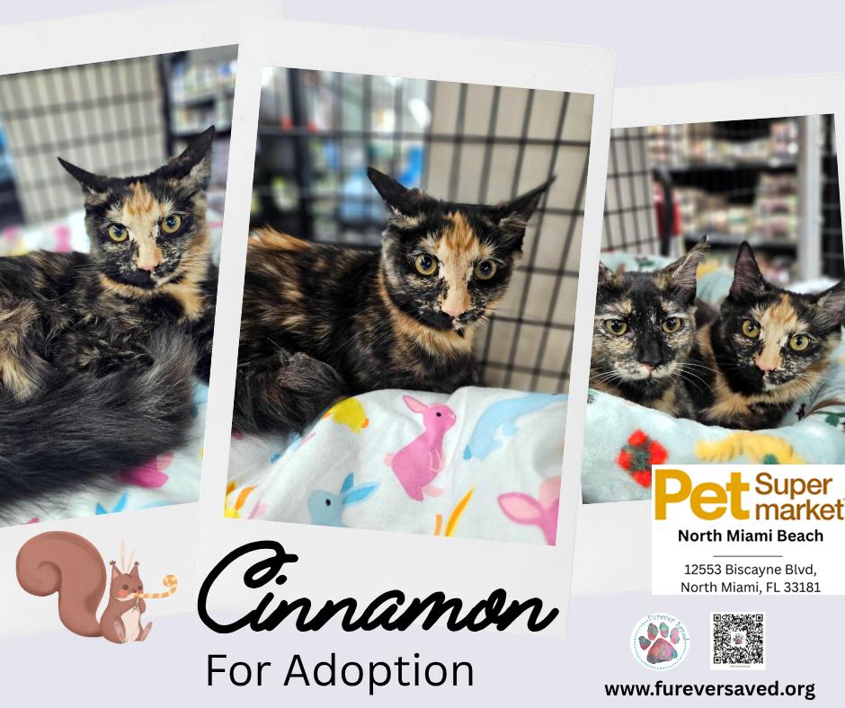 Cinnamon, an adopted Domestic Medium Hair in Miami, FL image 1/6