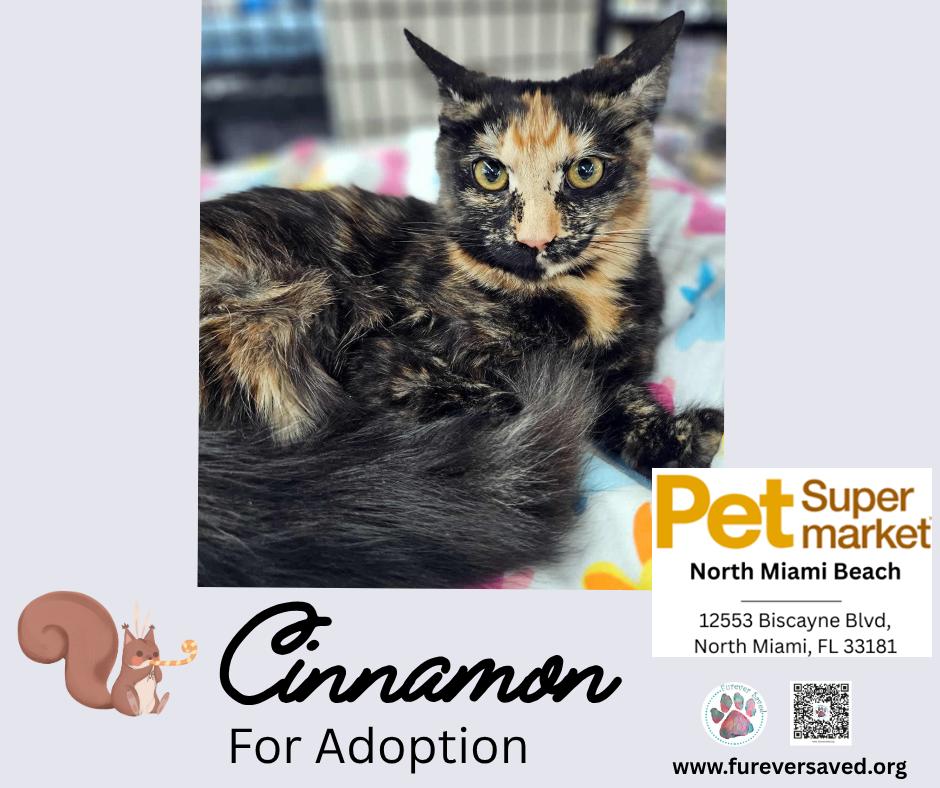 Cinnamon, an adopted Domestic Medium Hair in Miami, FL image 5/6