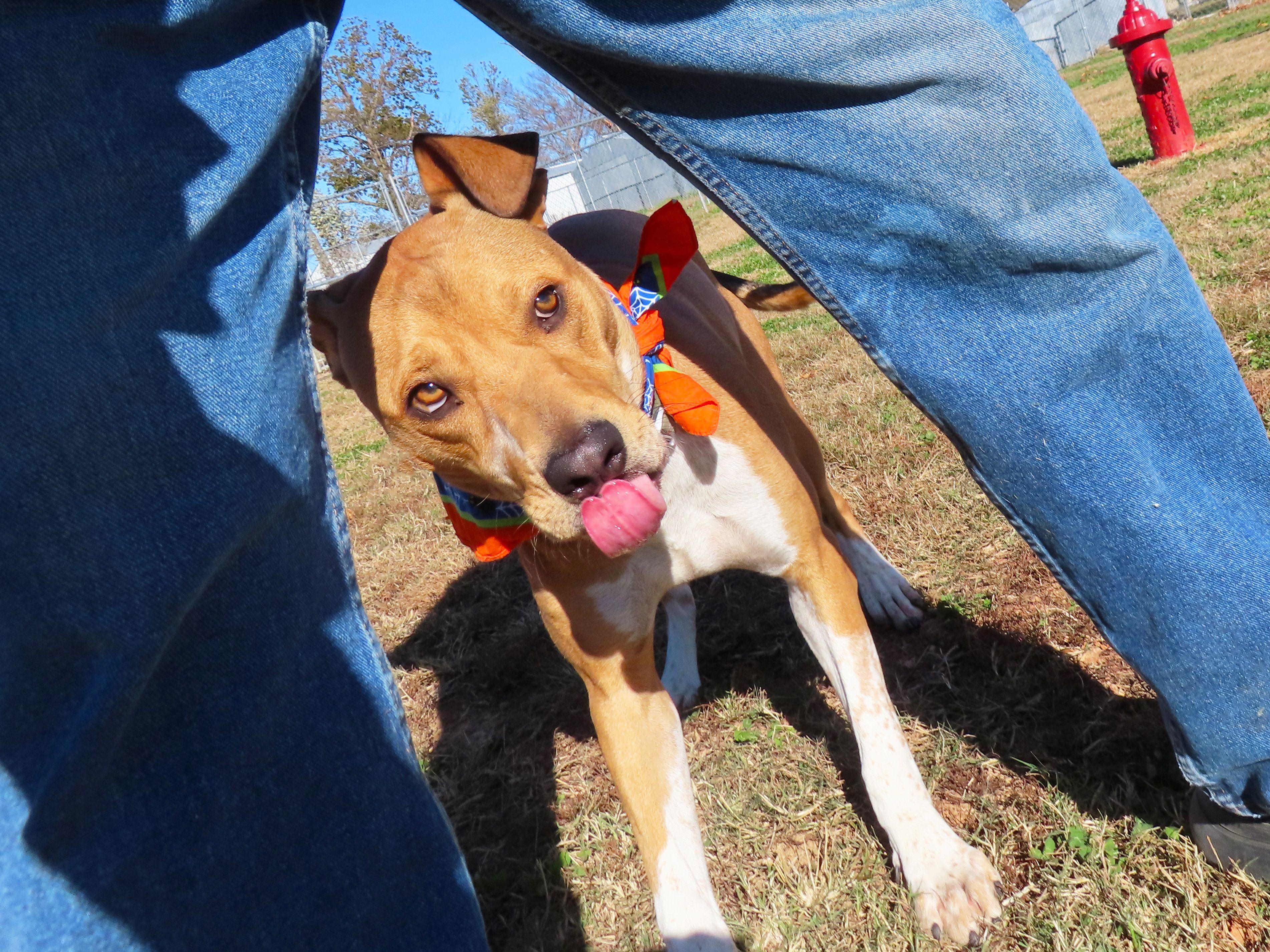 Frito 25C-77A, a Adoptable mixed breed in Rogers, AR image 1/5