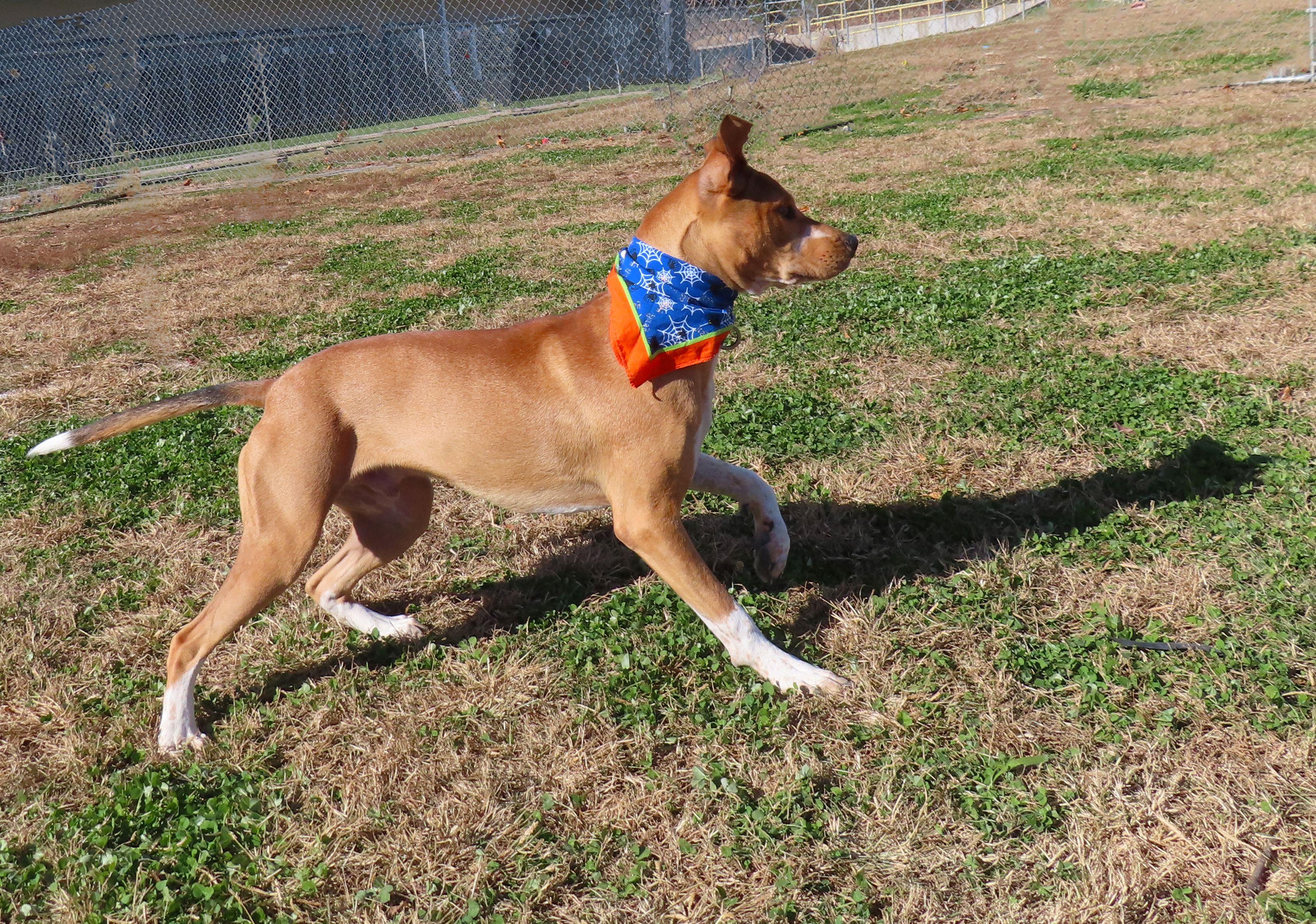 Frito 25C-77A, a Adoptable mixed breed in Rogers, AR image 2/5