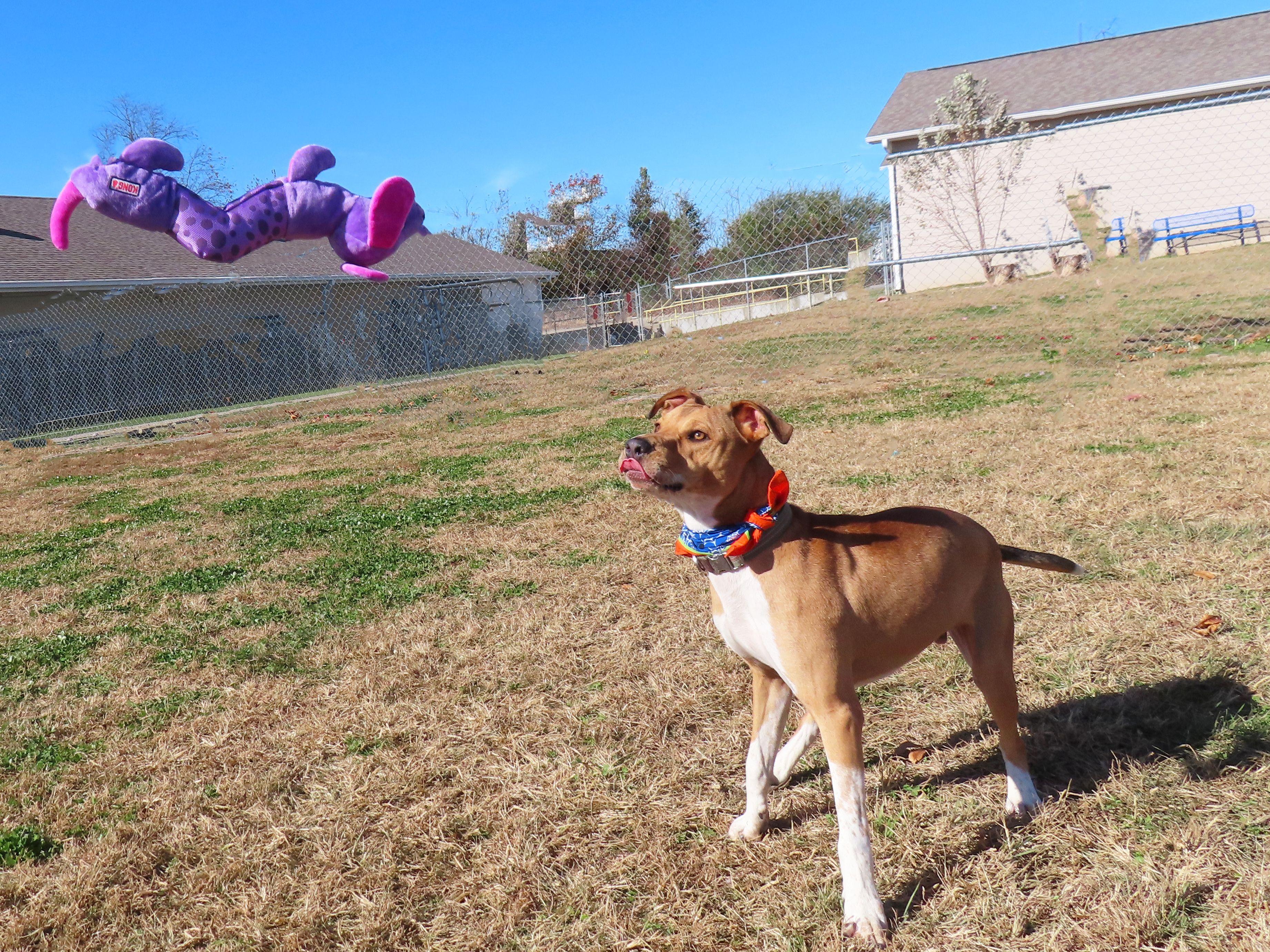 Frito 25C-77A, a Adoptable mixed breed in Rogers, AR image 3/5