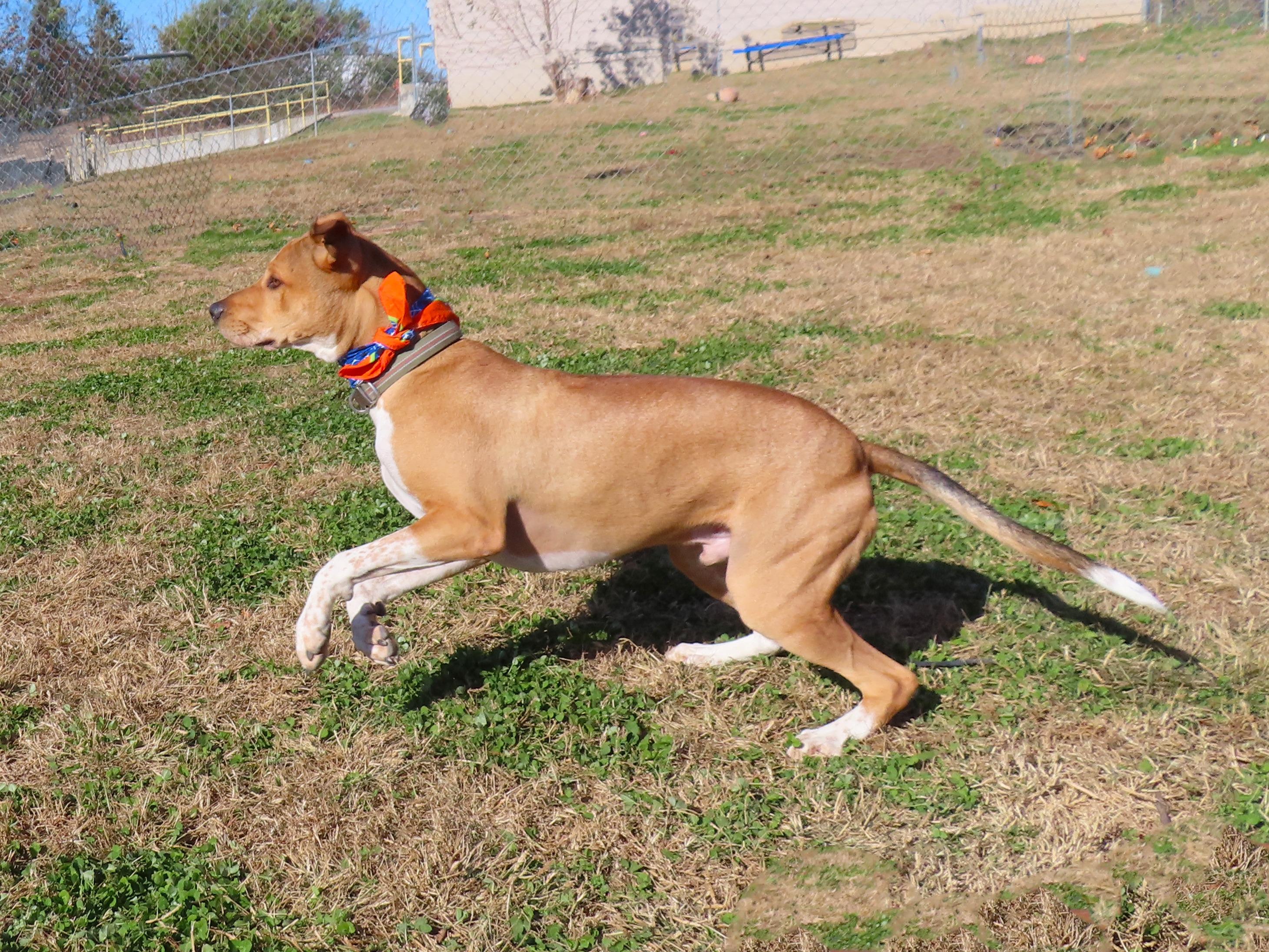 Frito 25C-77A, a Adoptable mixed breed in Rogers, AR image 4/5
