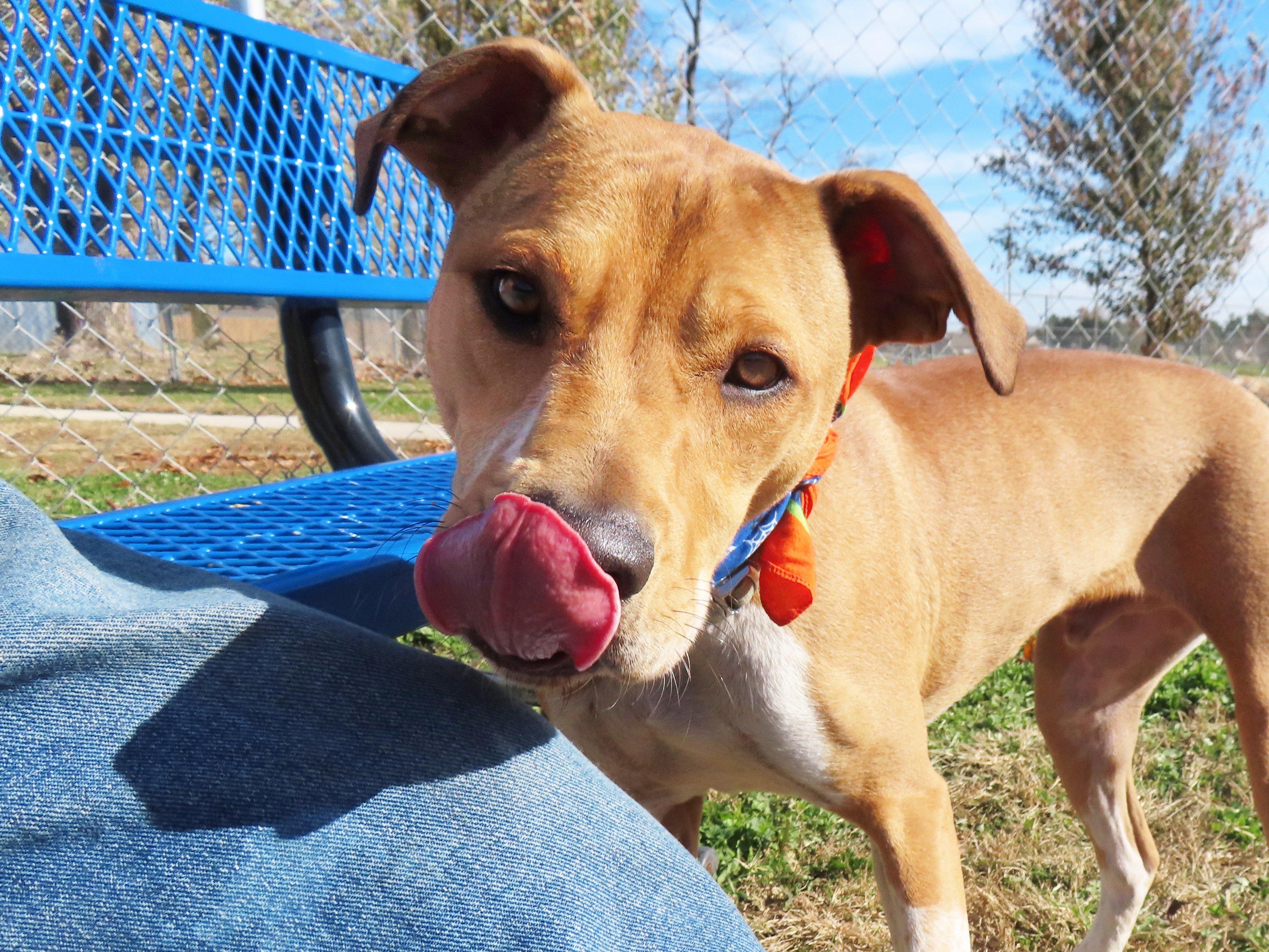 Frito 25C-77A, a Adoptable mixed breed in Rogers, AR image 5/5