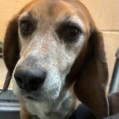 Enlarge Bruin, a Adoptable Beagle in Pittsford, VT image 1/4