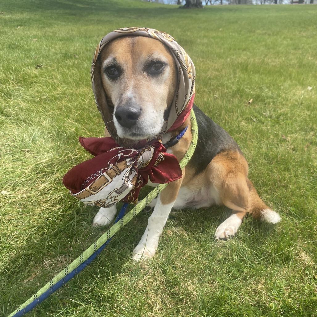 Enlarge Bruin, a Adoptable Beagle in Pittsford, VT image 2/4