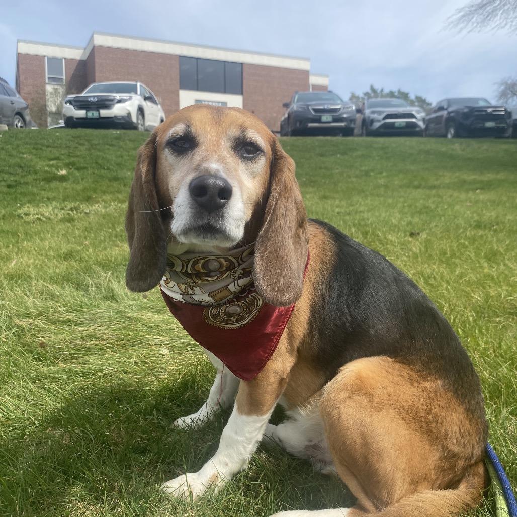 Enlarge Bruin, a Adoptable Beagle in Pittsford, VT image 3/4