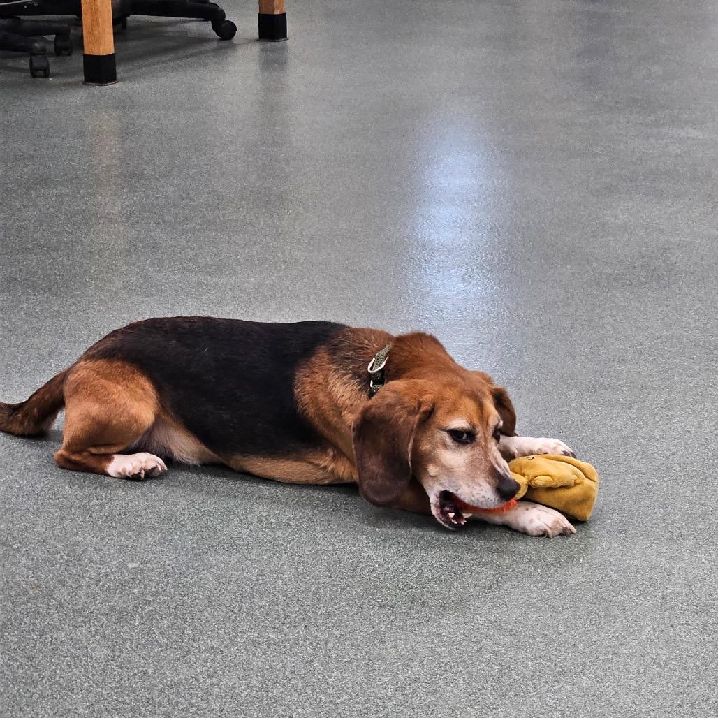 Enlarge Bruin, a Adoptable Beagle in Pittsford, VT image 4/4