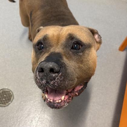 Enlarge Barbara, a Adoptable Mixed Breed in Hilliard, OH image 1/1