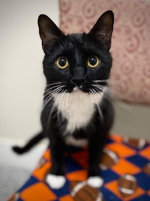 Obsidian, Adoptable, Adult Female Domestic Short Hair.