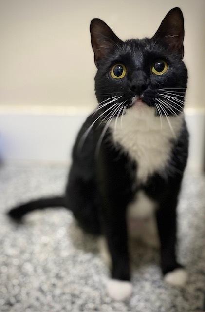 Enlarge Obsidian, a Adoptable Domestic Short Hair in Duxbury, MA image 2/4