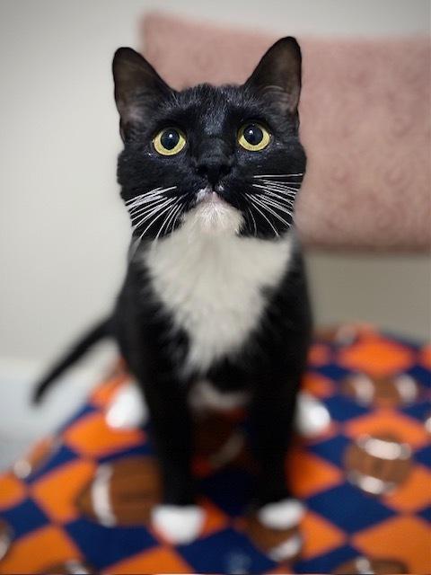 Enlarge Obsidian, a Adoptable Domestic Short Hair in Duxbury, MA image 3/4