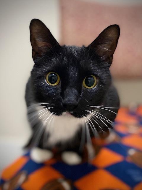 Enlarge Obsidian, a Adoptable Domestic Short Hair in Duxbury, MA image 4/4