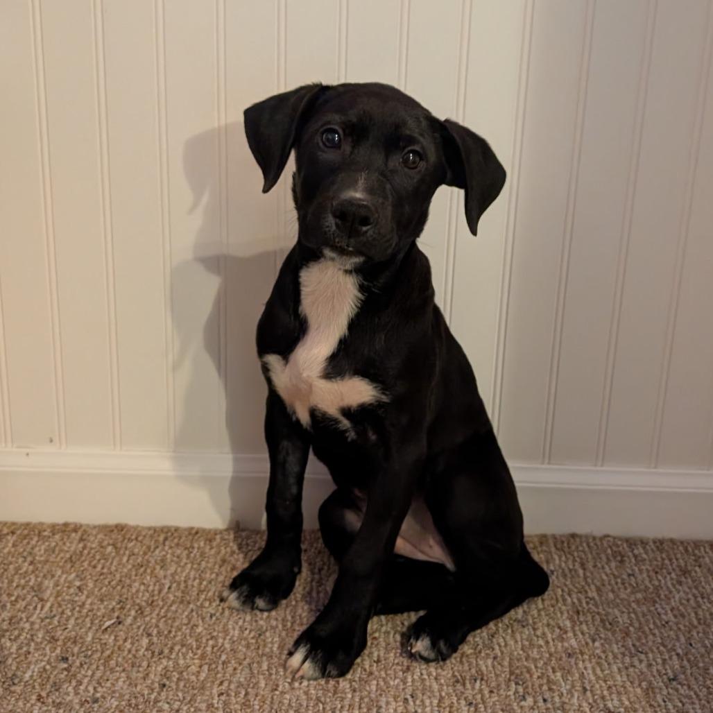 Daiquiri, adopted, Puppy Female Black Labrador Retriever.