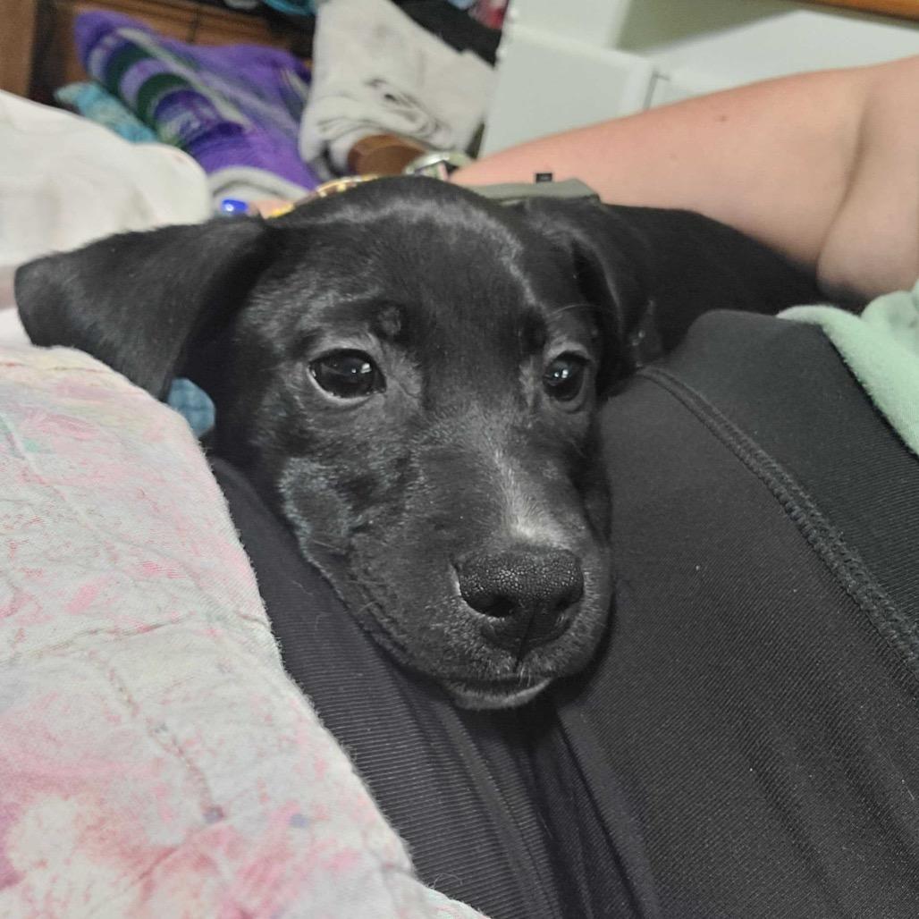 Enlarge Daiquiri, an adopted mixed breed in Columbia, MO image 2/2