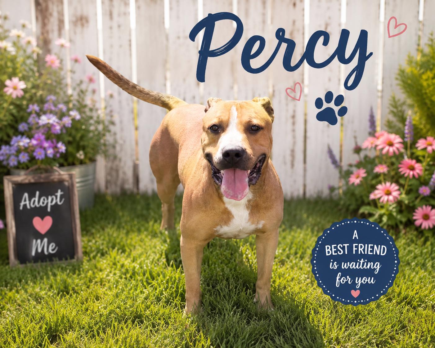 Percy, ADOPTABLE, Adult Male Pit Bull Terrier.