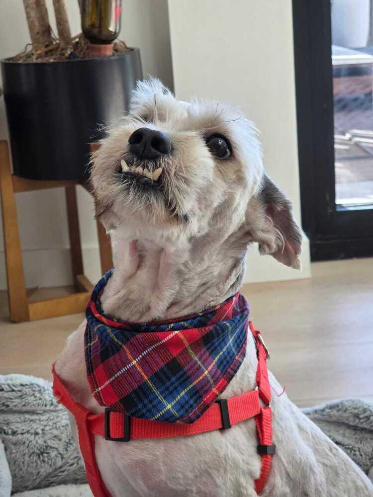 Enlarge Angel, a Adoptable mixed breed in Escondido, CA image 1/6