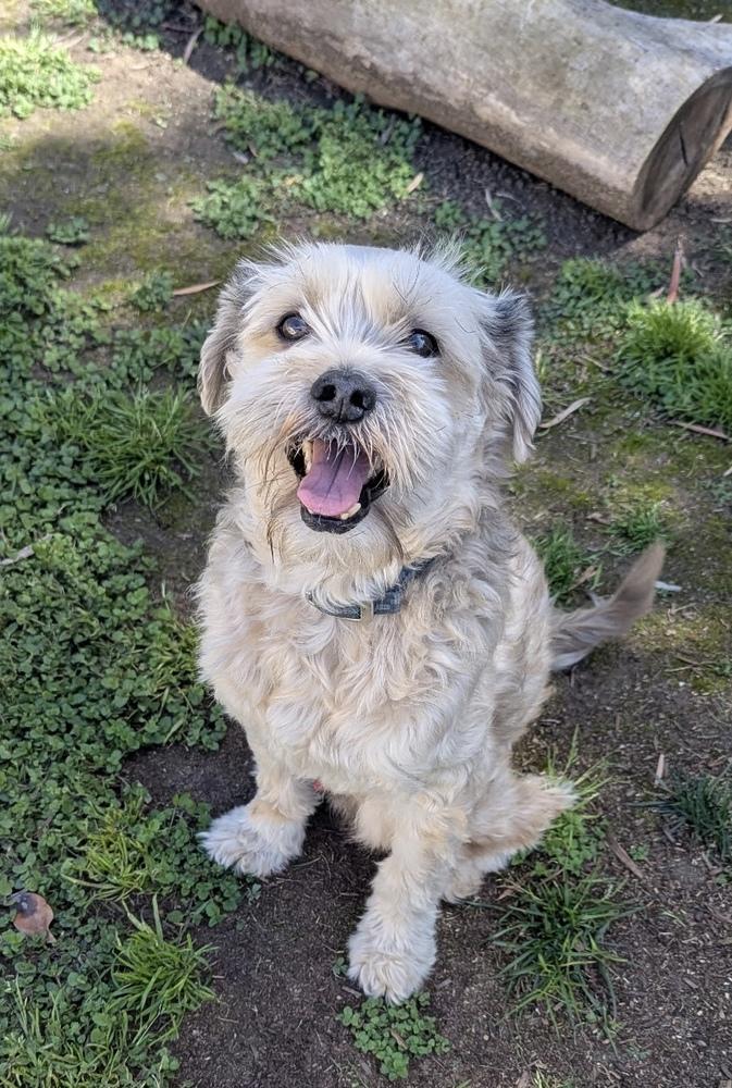 Enlarge Angel, a Adoptable mixed breed in Escondido, CA image 2/6